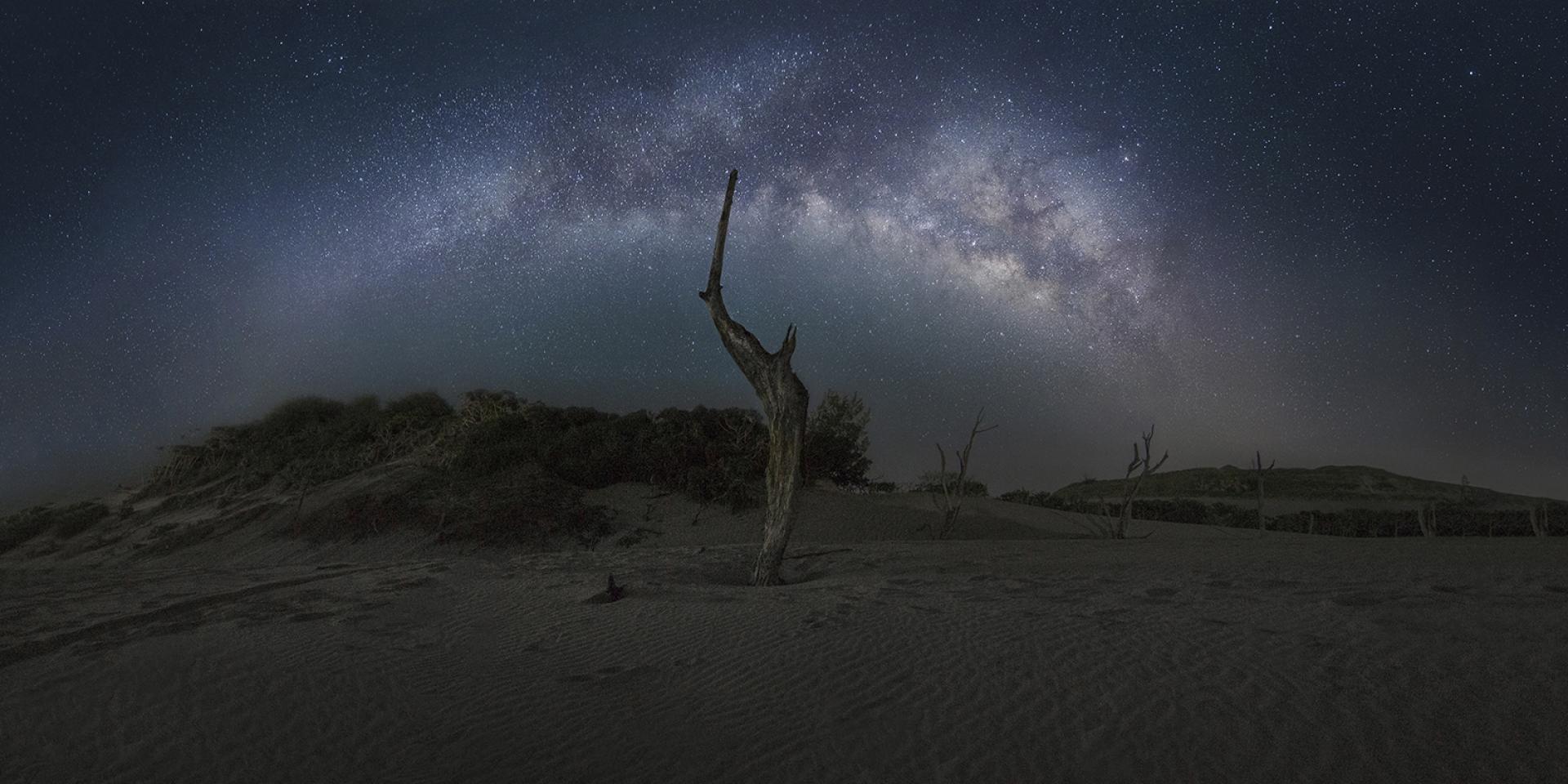 London Photography Awards Winner - Dead Tree In The Starry Sky