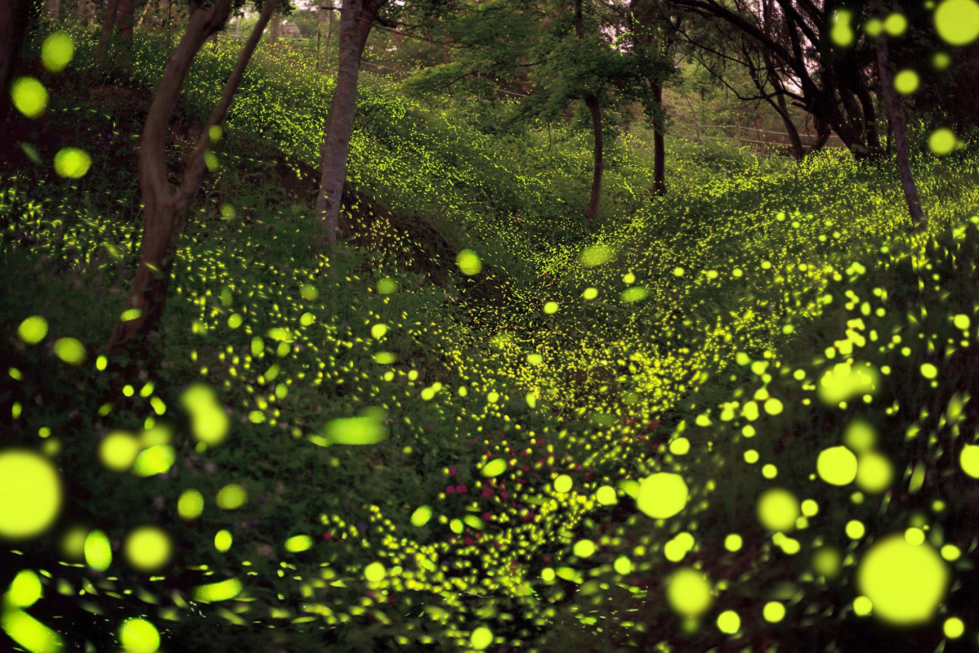 London Photography Awards Winner - Summer Night Firefly Dance.