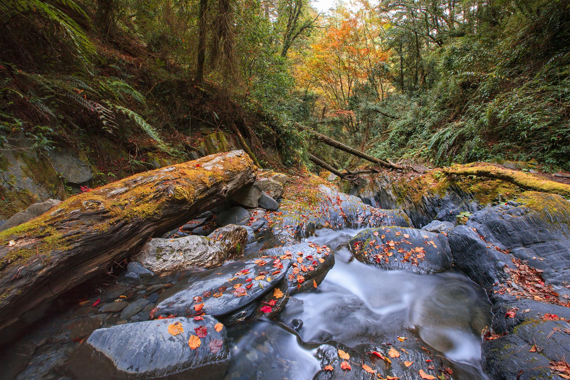 London Photography Awards Winner - The mysterious valley filled with red maples