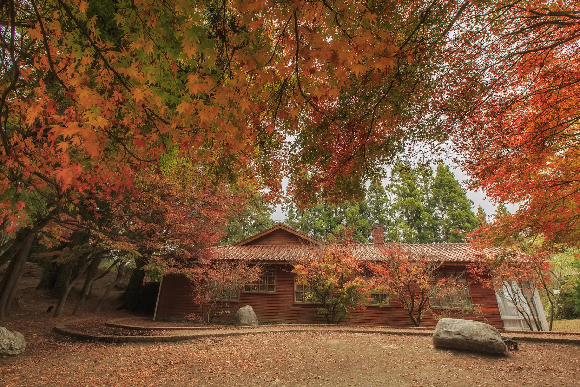 London Photography Awards Winner - Log cabin courtyard filled with maple red