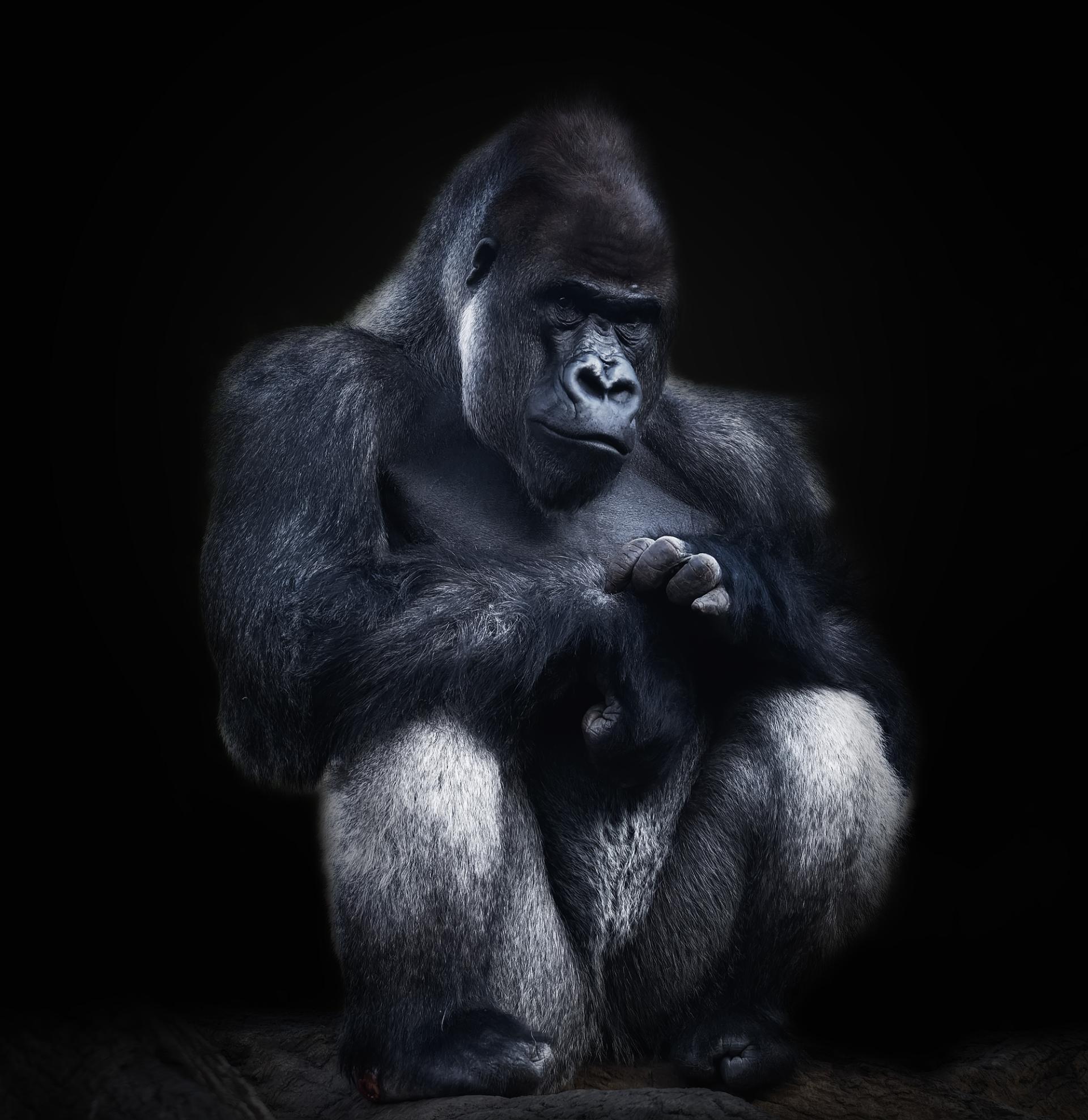 London Photography Awards Winner - PRIMATES