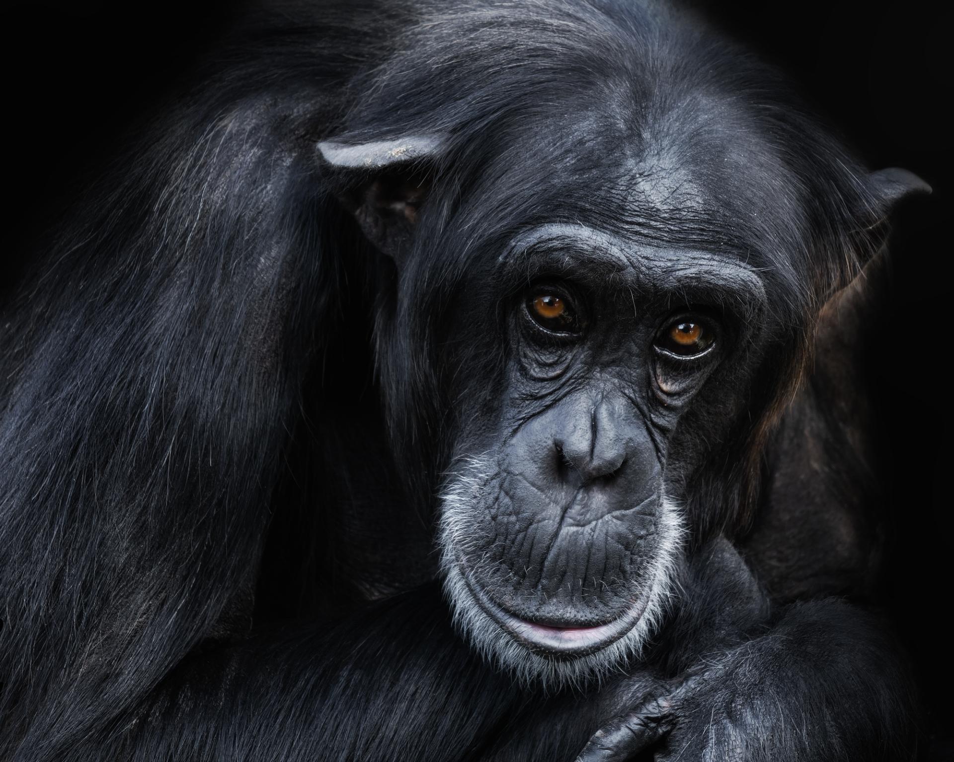 London Photography Awards Winner - PRIMATES