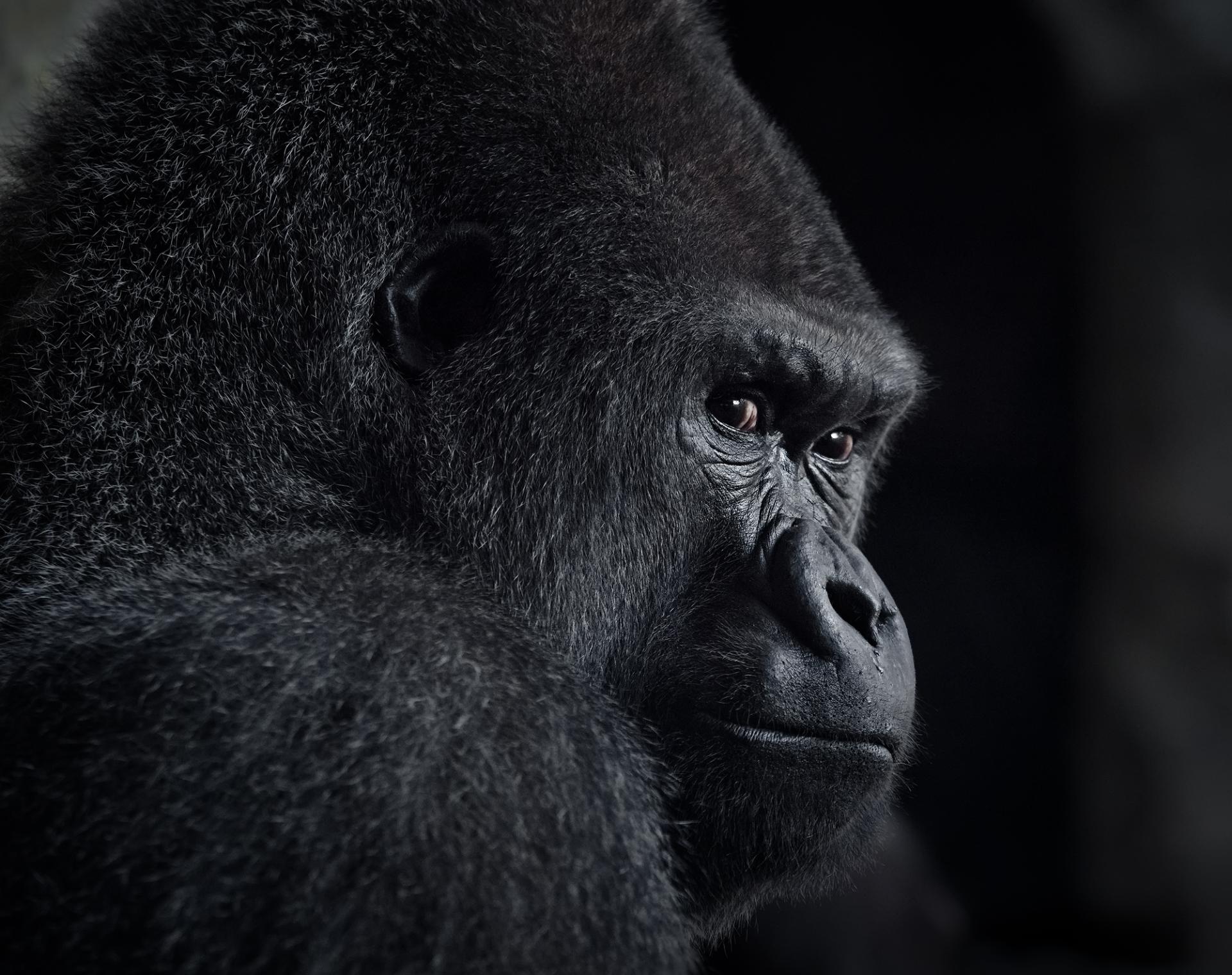 London Photography Awards Winner - PRIMATES