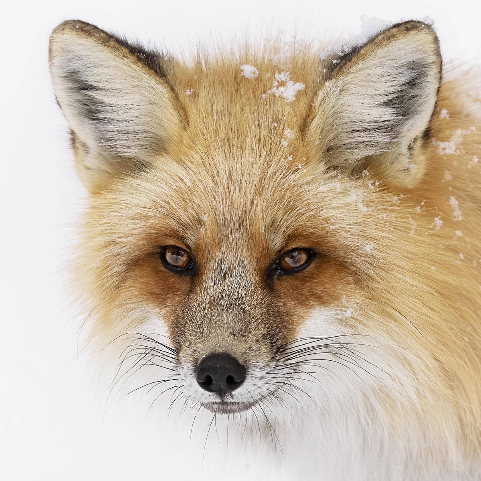 London Photography Awards Winner - Red Fox