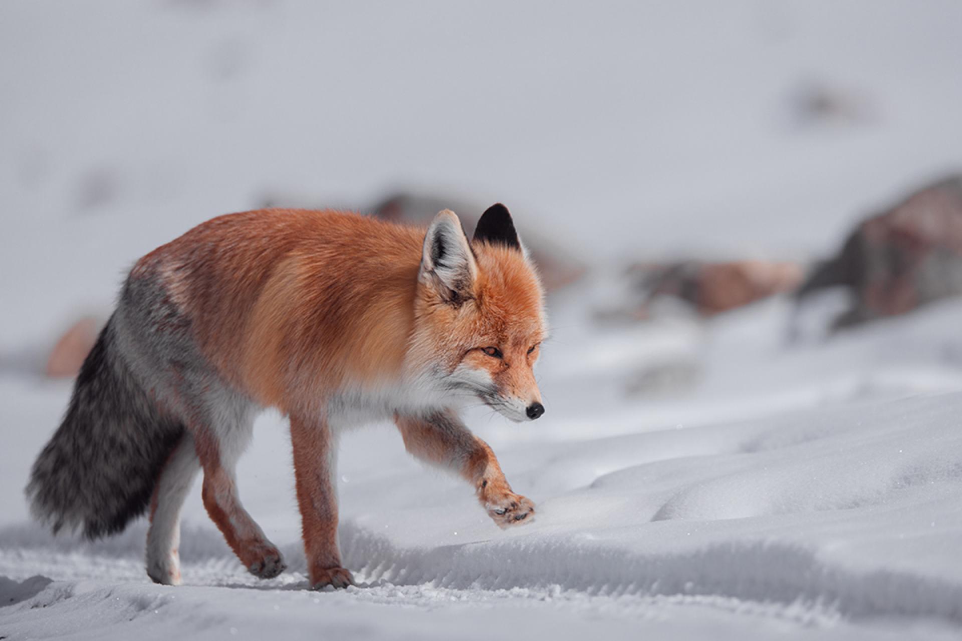 London Photography Awards Winner - Above 5000 meter