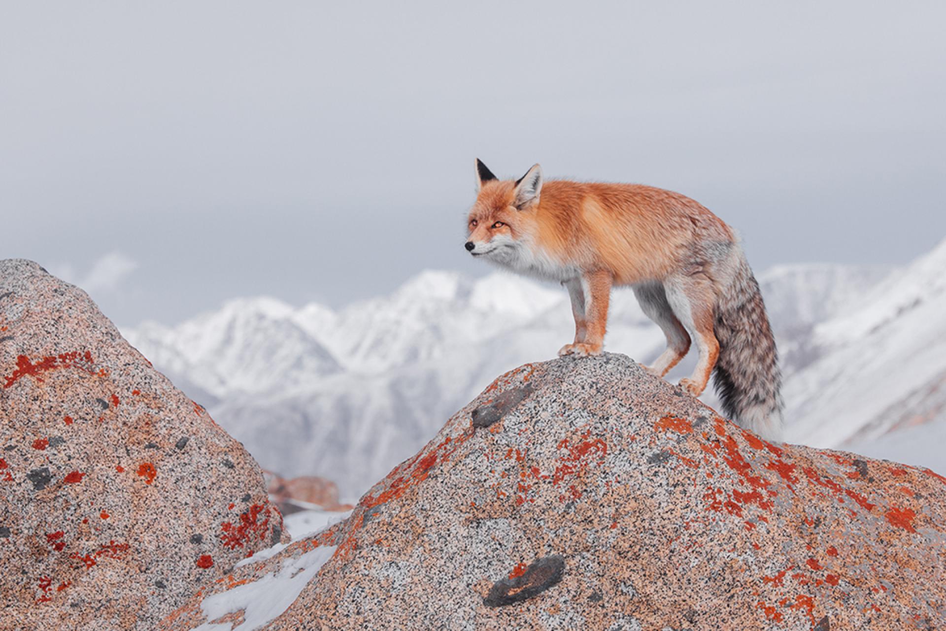 London Photography Awards Winner - Above 5000 meter