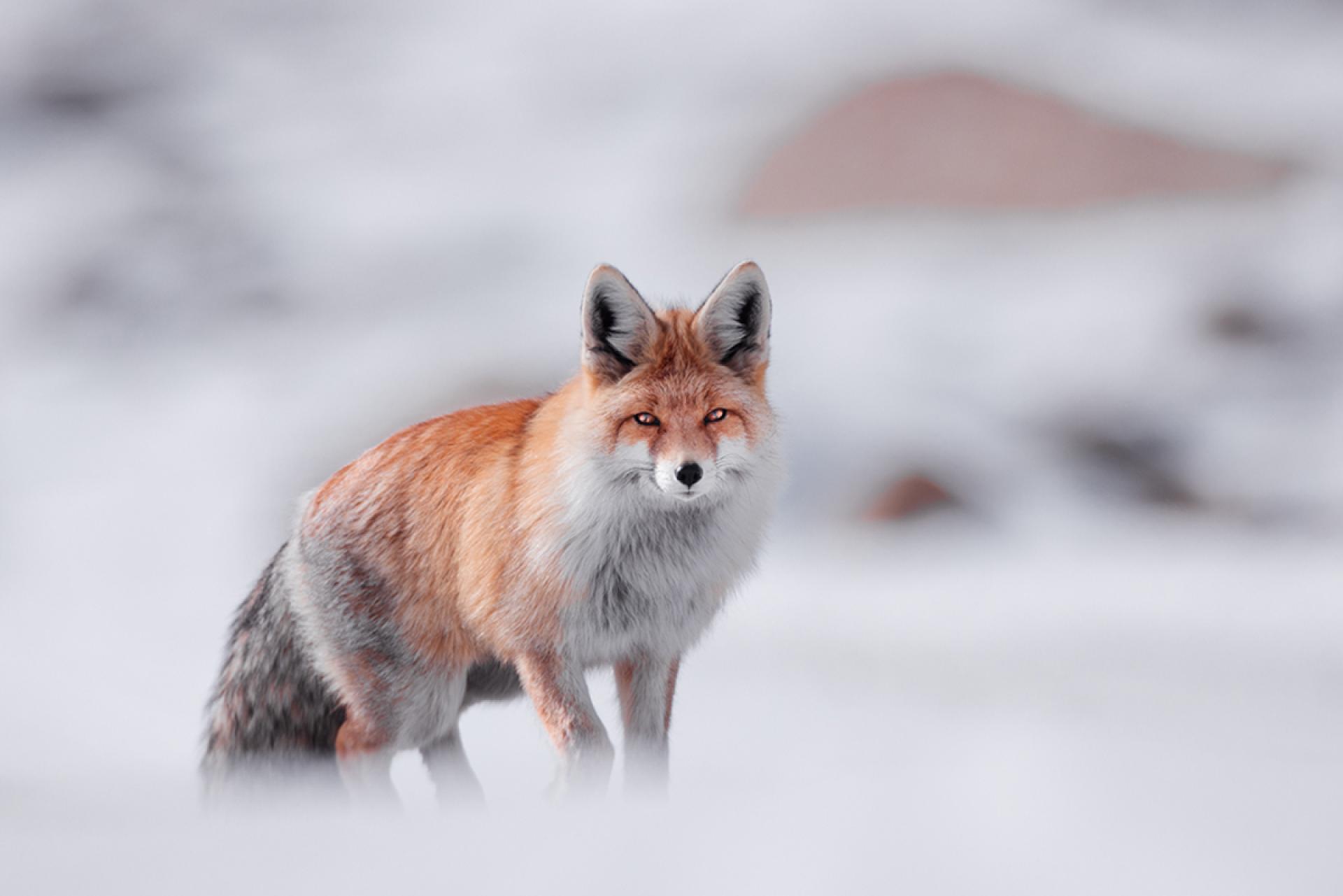 London Photography Awards Winner - Above 5000 meter