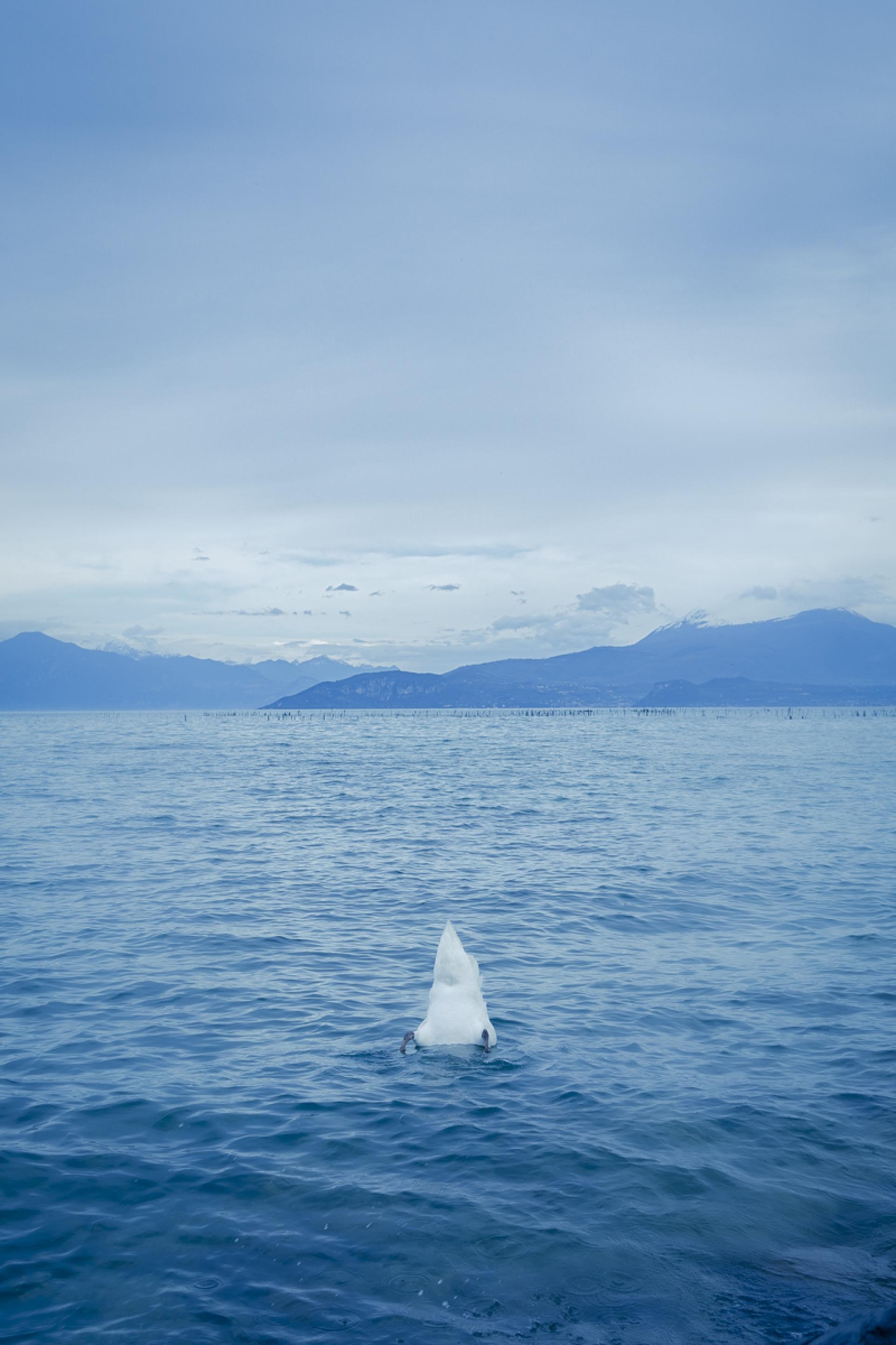 London Photography Awards Winner - V Blues Winged Illusion, Sirmione