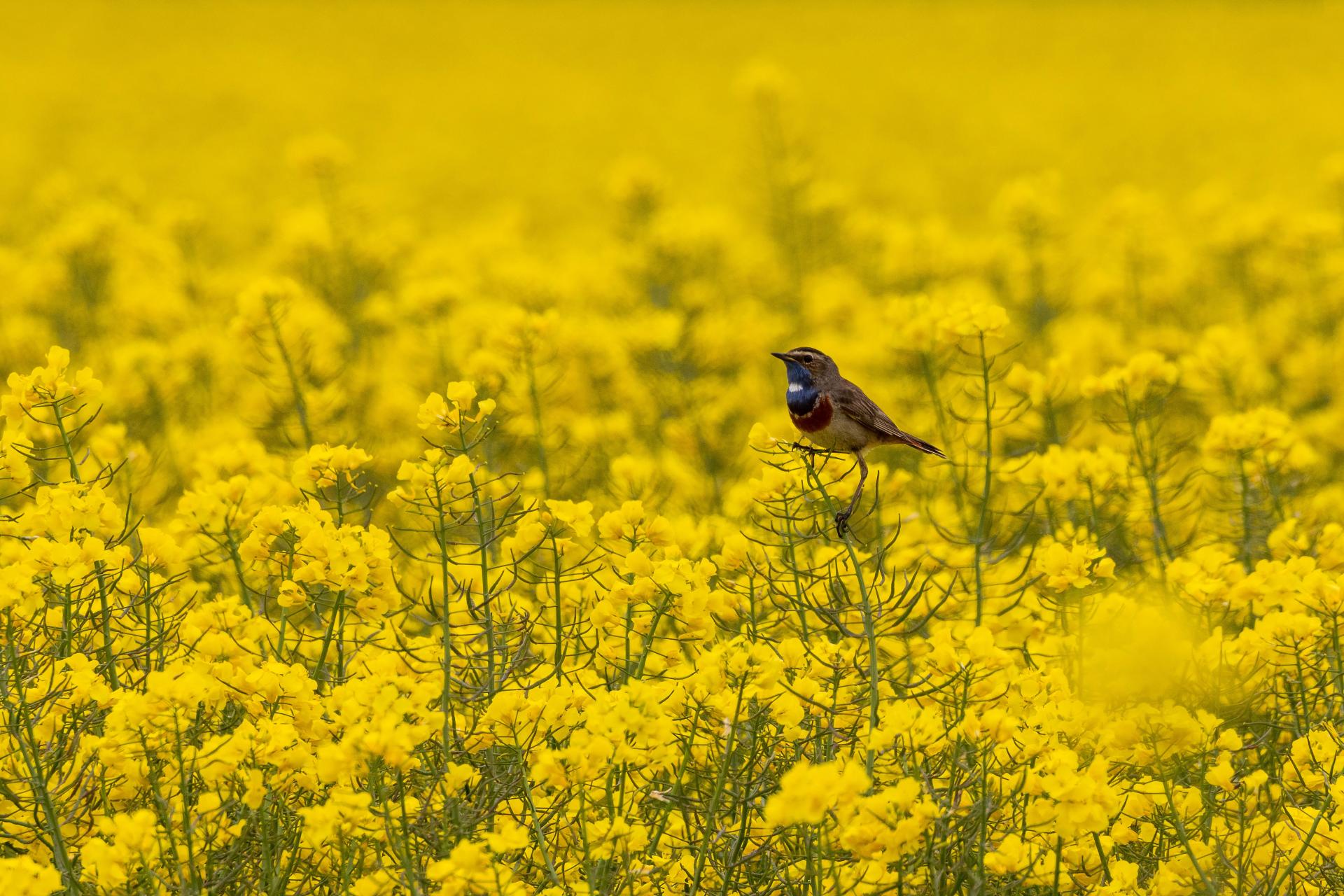 London Photography Awards Winner - The Bluethroat