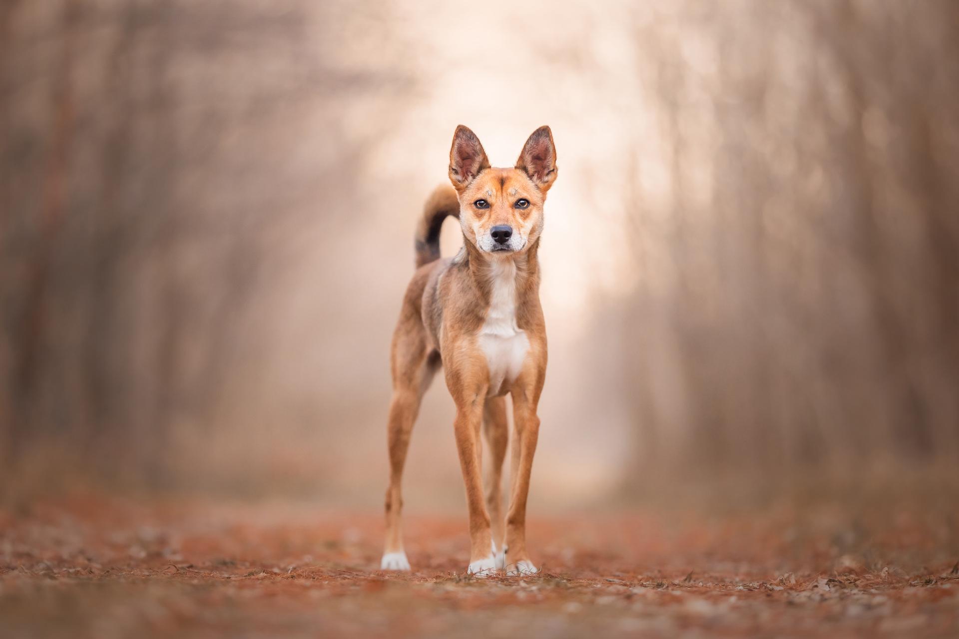 London Photography Awards Winner - Golden Tunnel