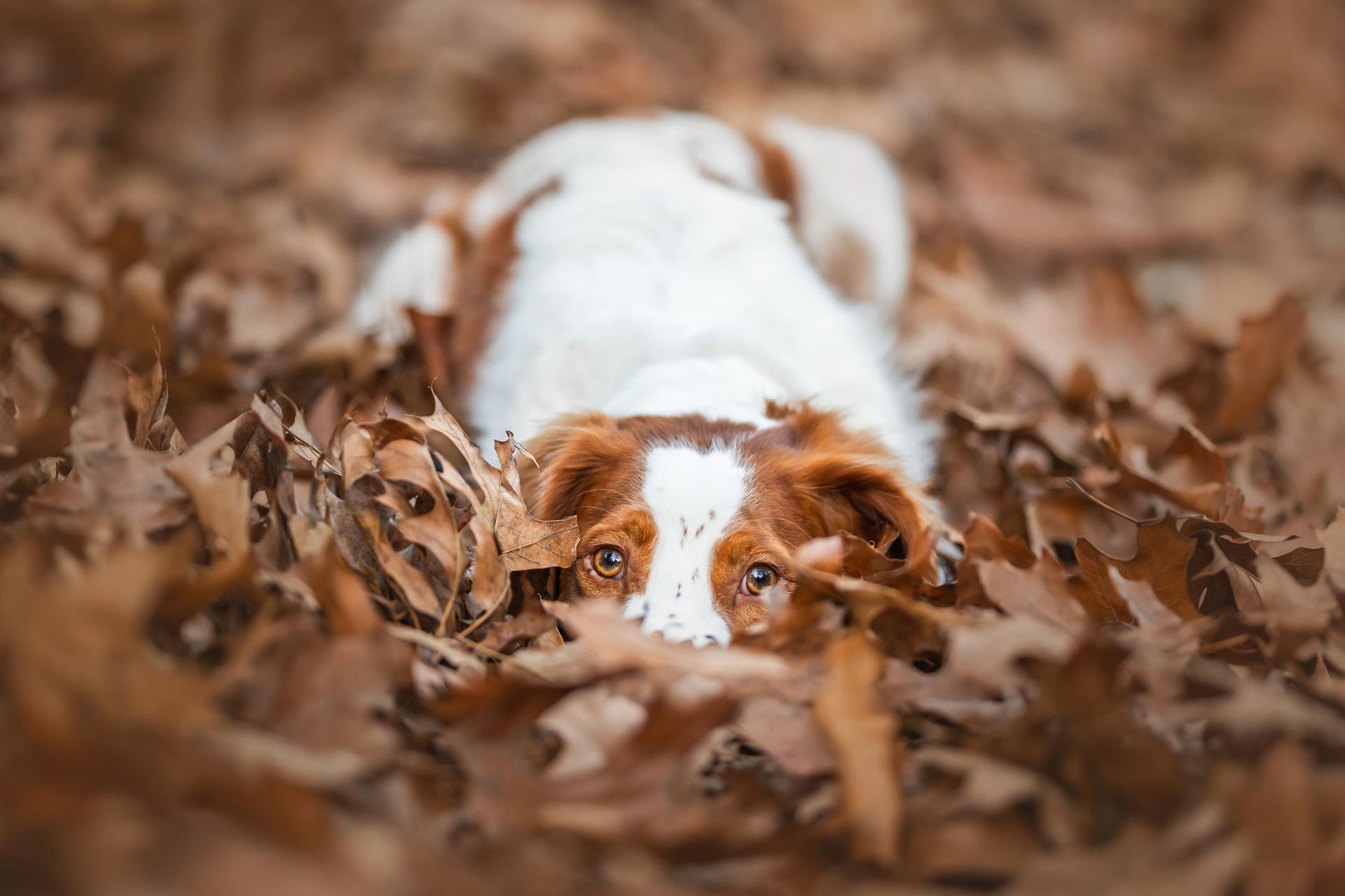 London Photography Awards Winner - Camoflauge