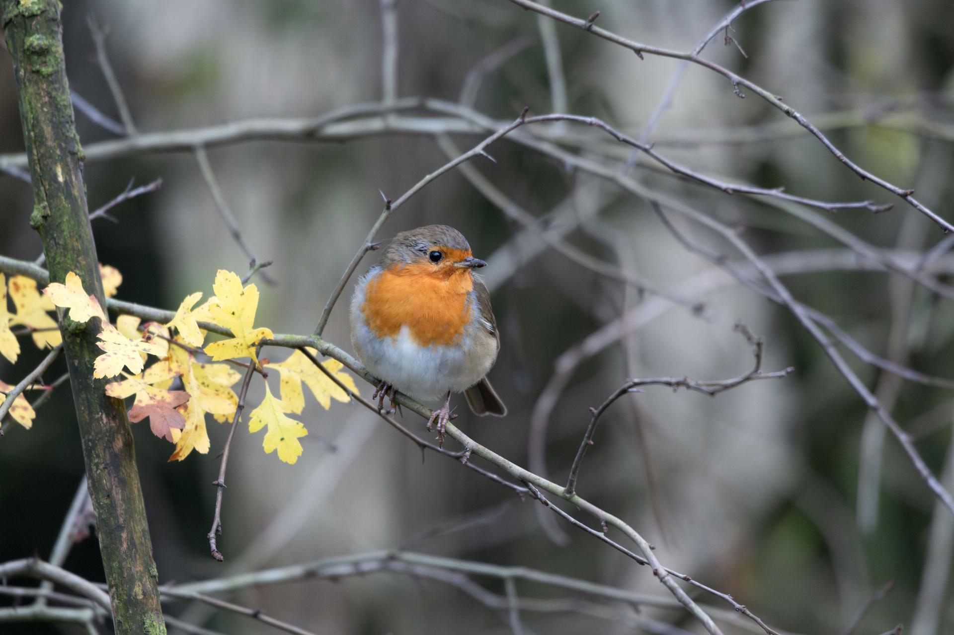 London Photography Awards Winner - The Robin