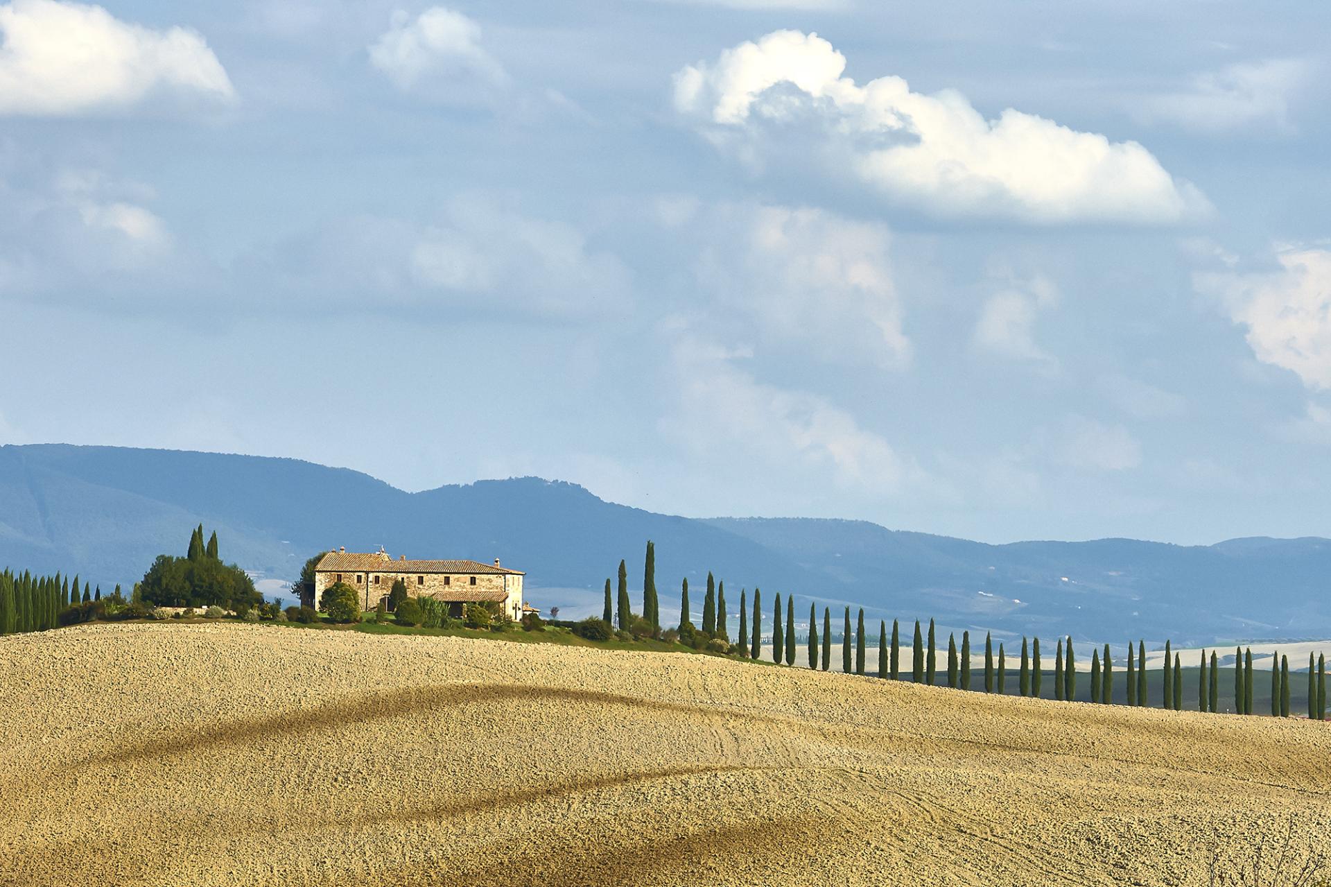 London Photography Awards Winner - Tuscan cypress alley