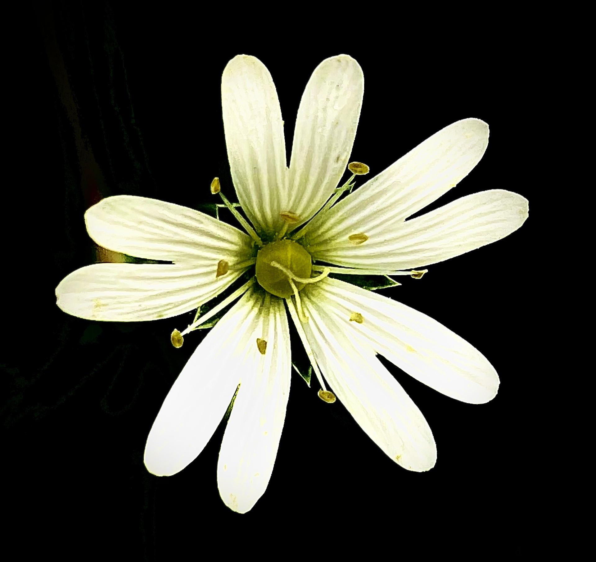 London Photography Awards Winner - The secret of nature 