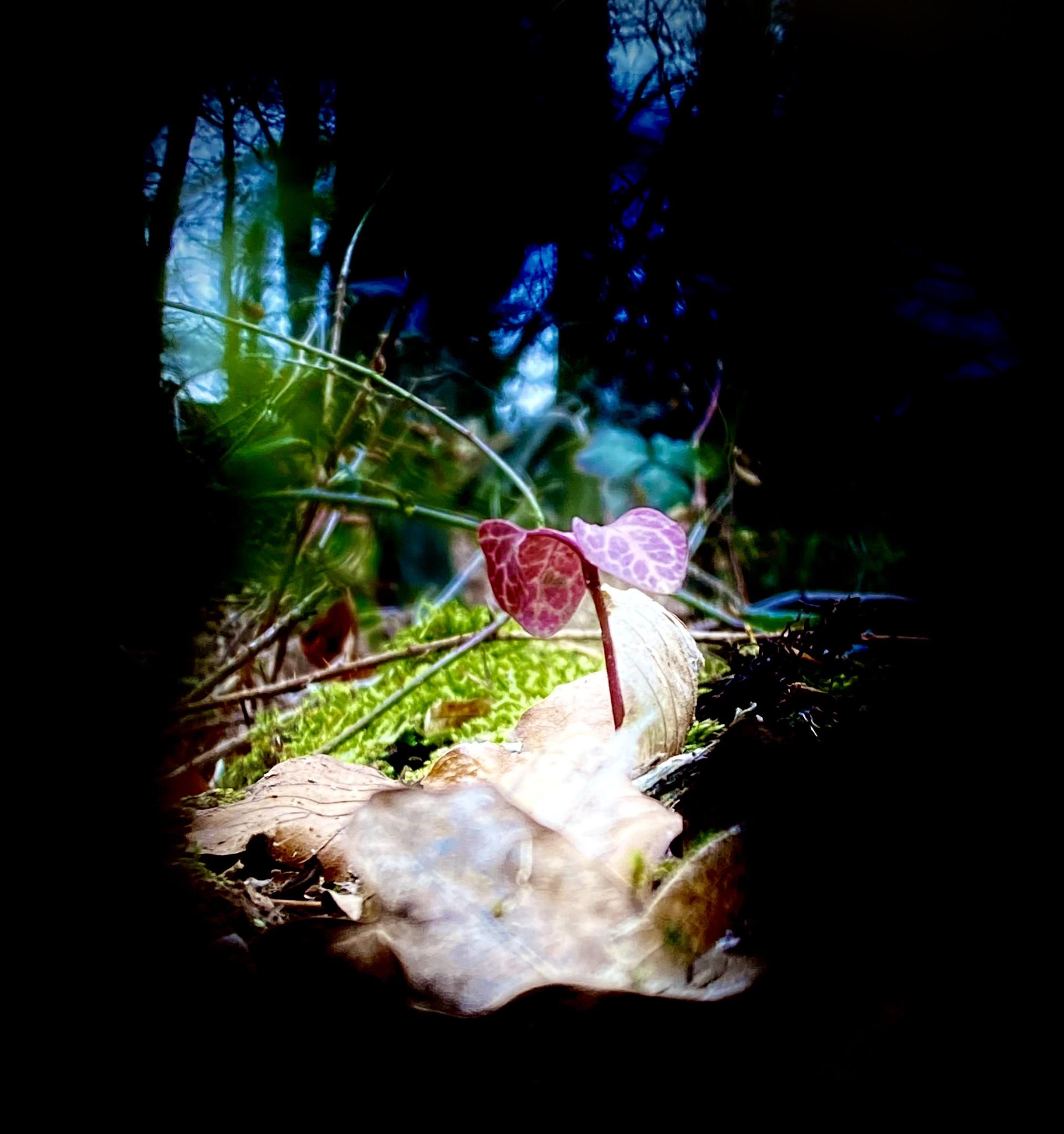 London Photography Awards Winner - The secret of nature 