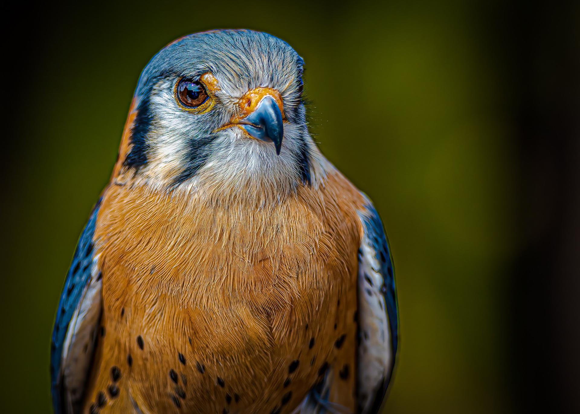 London Photography Awards Winner - American Kestrel