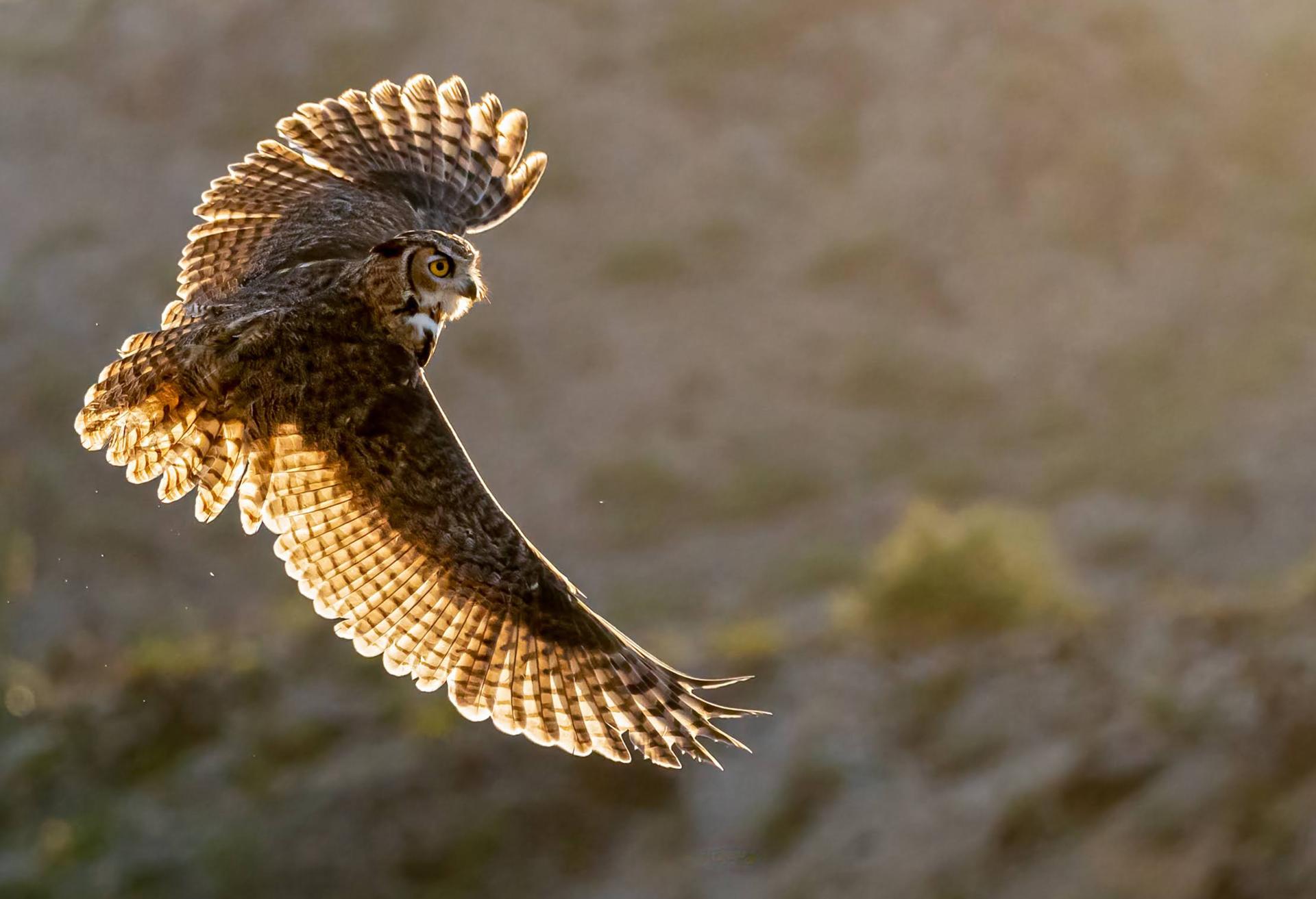 London Photography Awards Winner - Owl Release