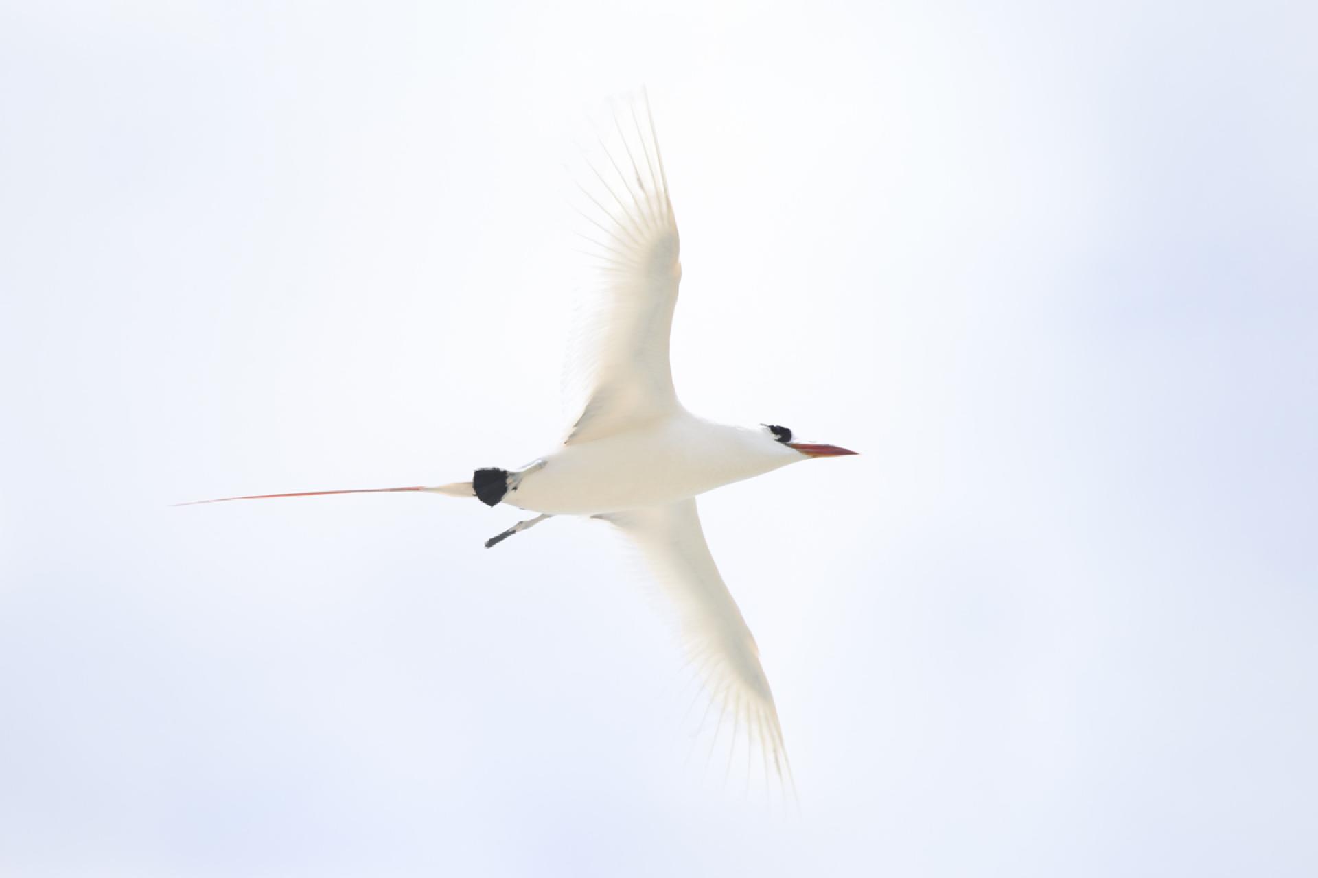 London Photography Awards Winner - Tropicbird