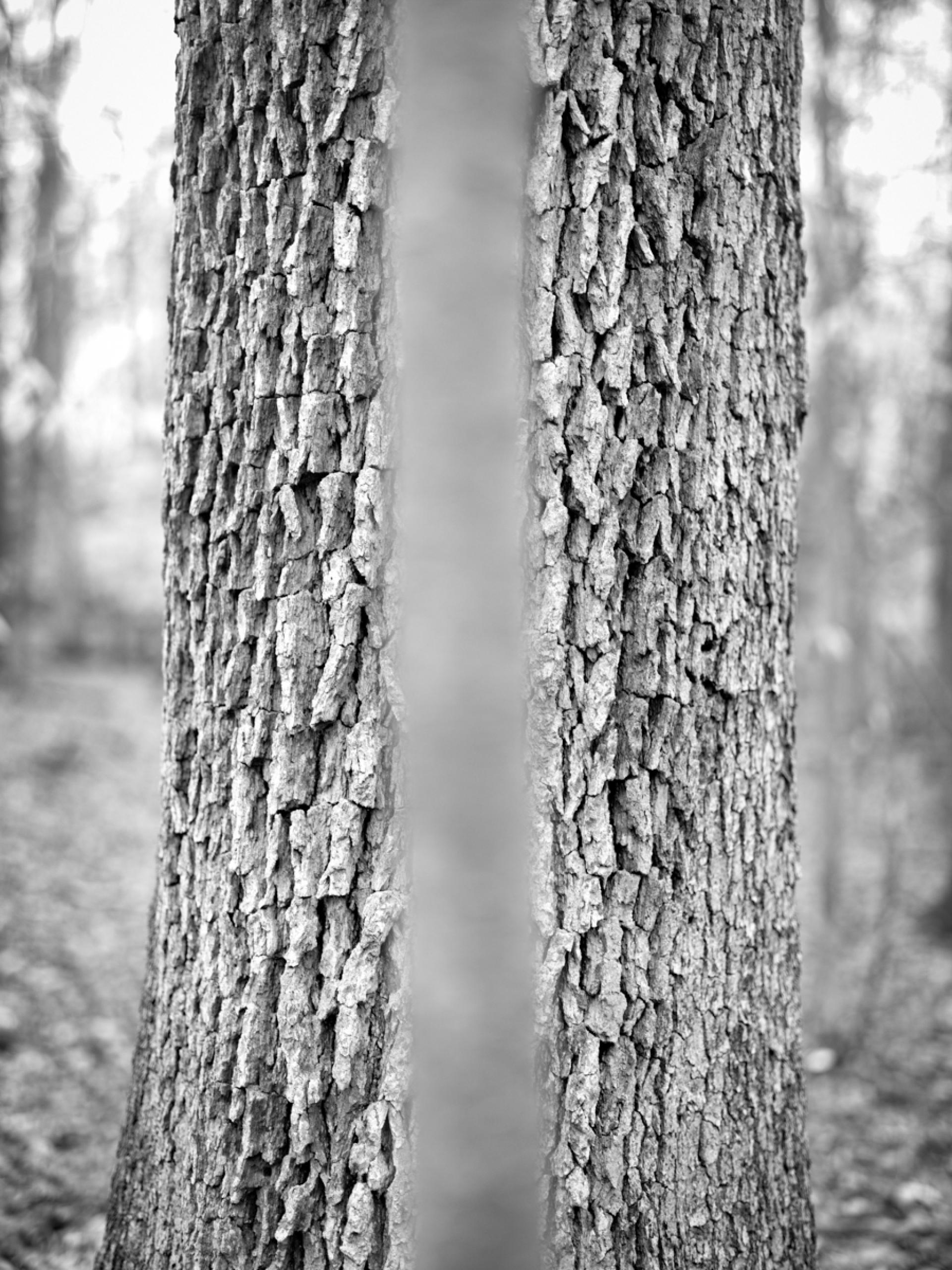 London Photography Awards Winner - 2 Trees