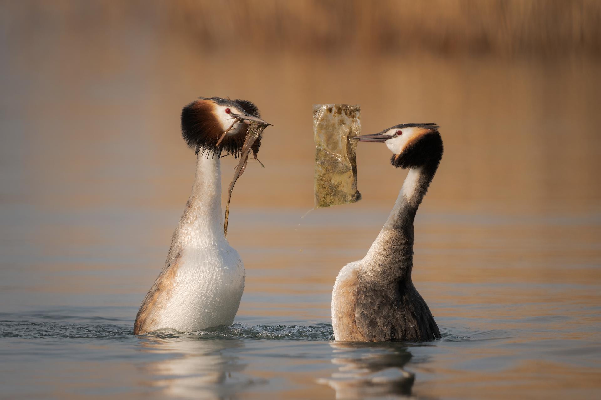 London Photography Awards Winner - The plastic gift