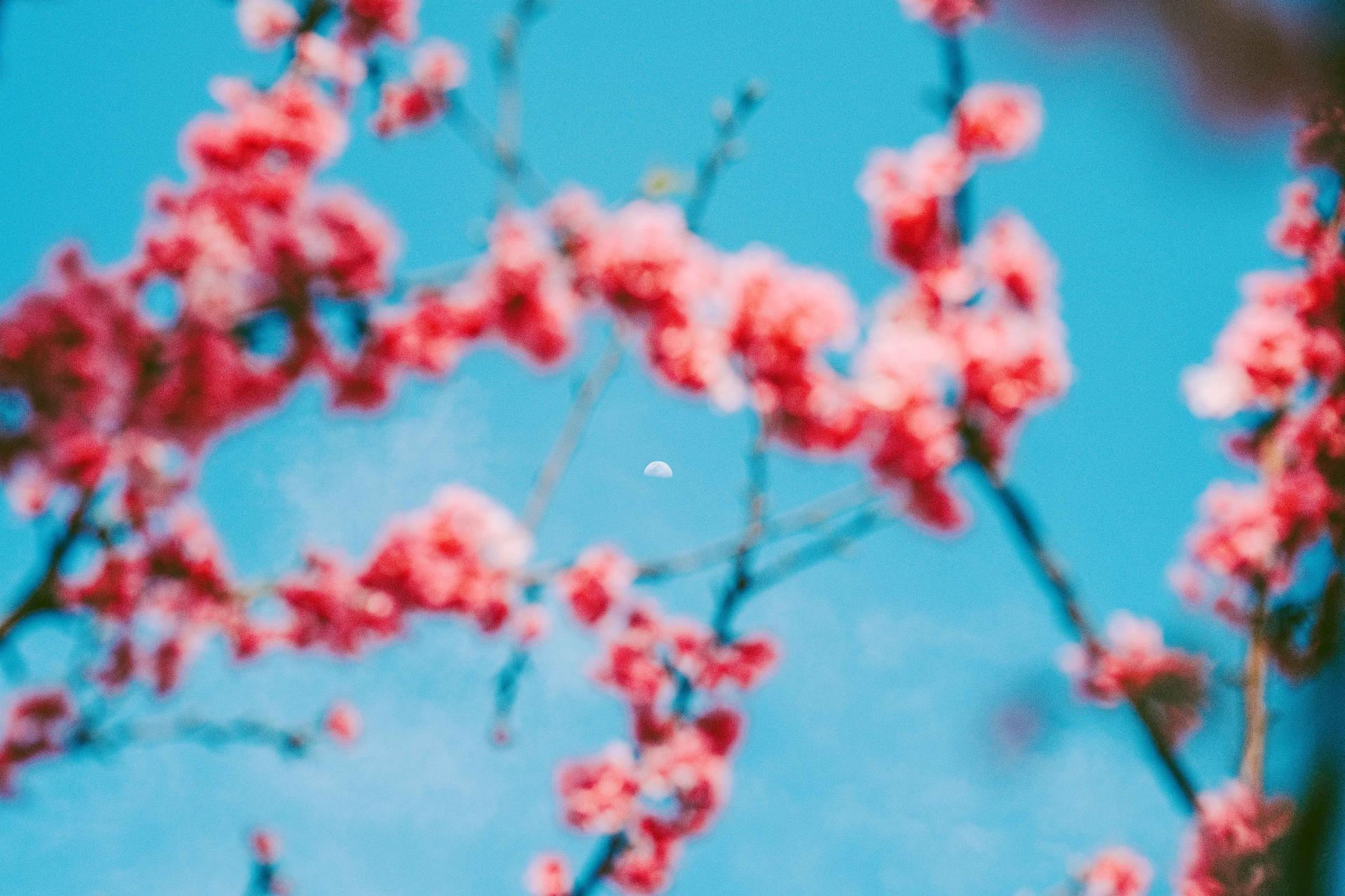 London Photography Awards Winner - The Moon and Cherry Blossom 