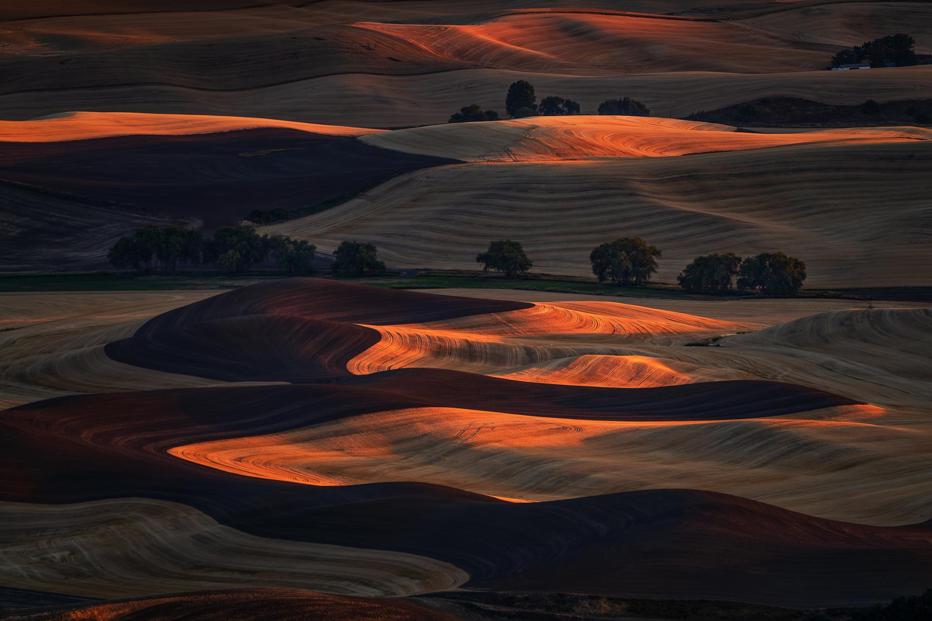 London Photography Awards Winner - Palouse Wheat Field Scene