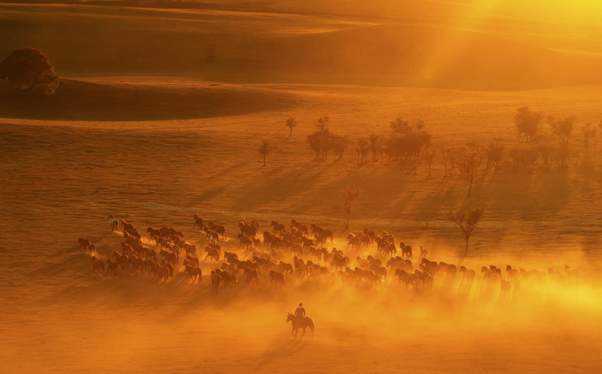 London Photography Awards Winner - Horses running at sunset