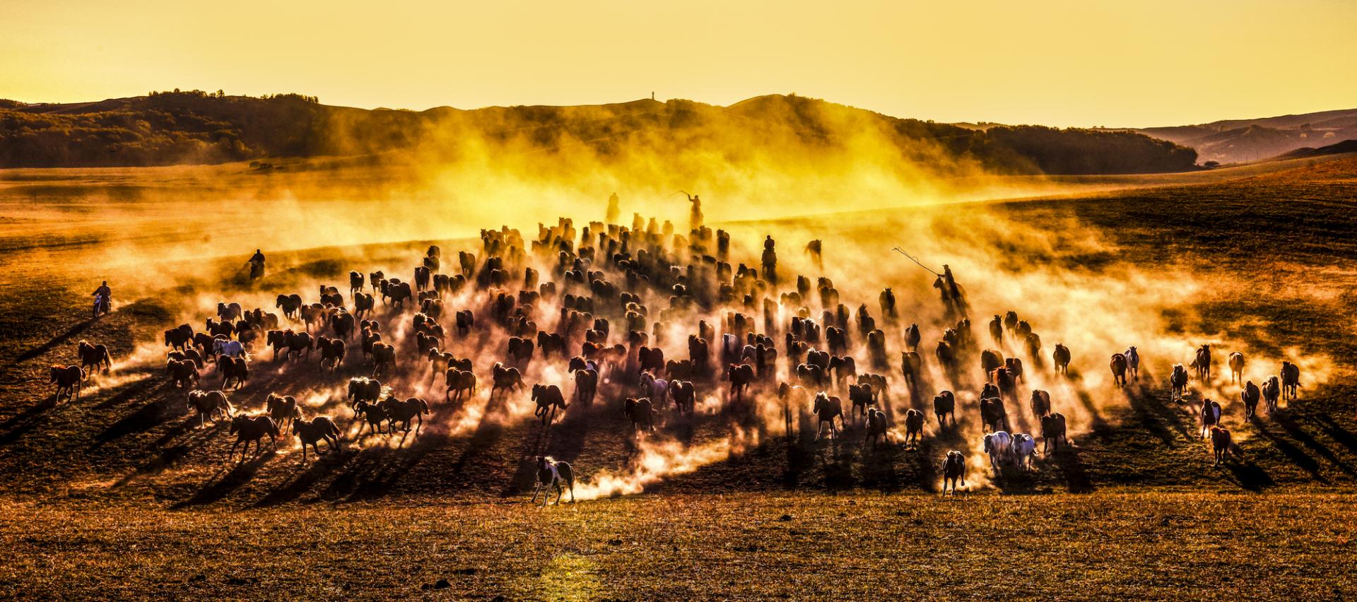 London Photography Awards Winner - Horses running at sunset