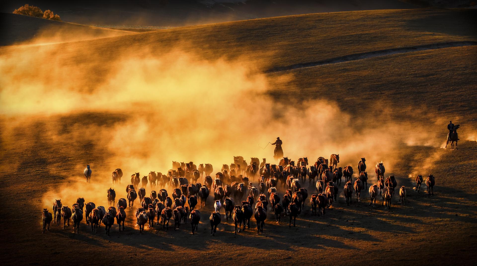 London Photography Awards Winner - Horses running at sunset