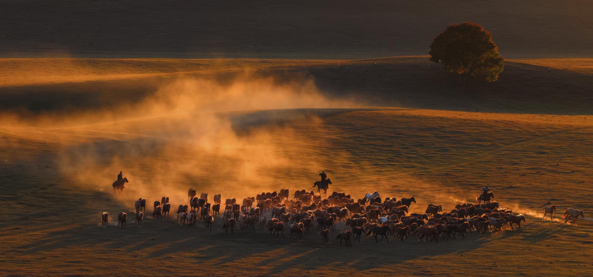 London Photography Awards Winner - Horses running at sunset