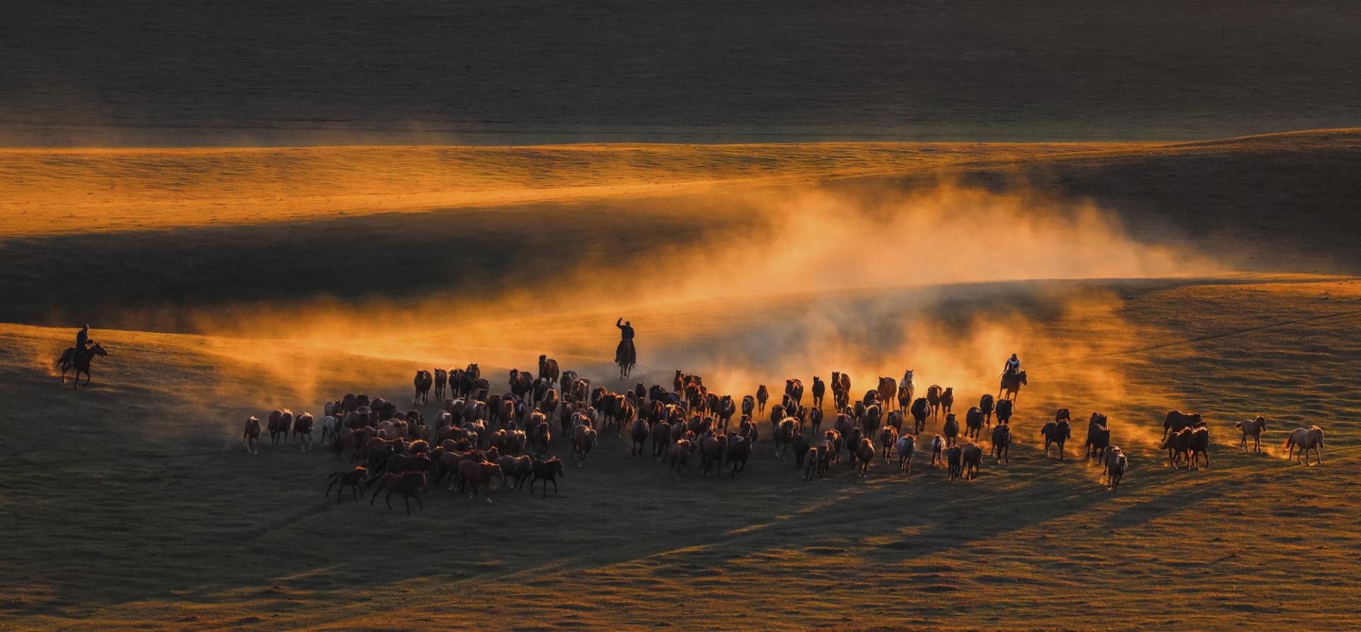 London Photography Awards Winner - Horses running at sunset