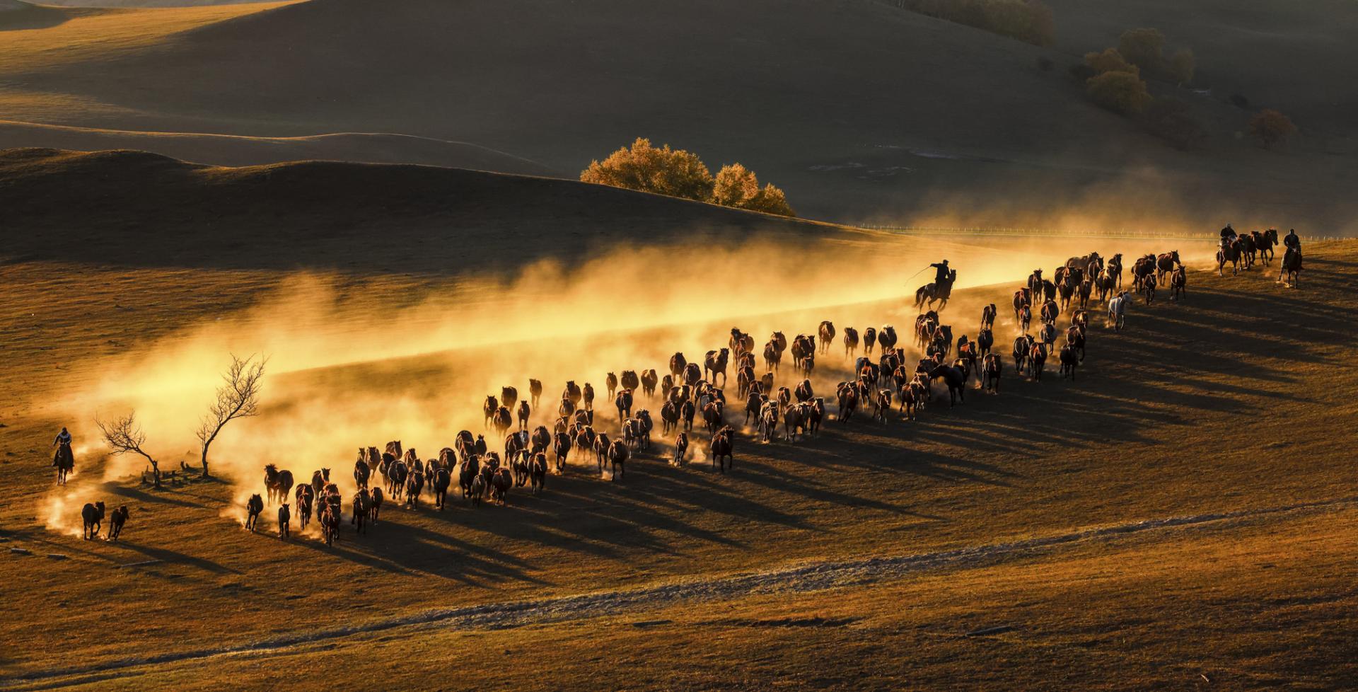 London Photography Awards Winner - Horses running at sunset