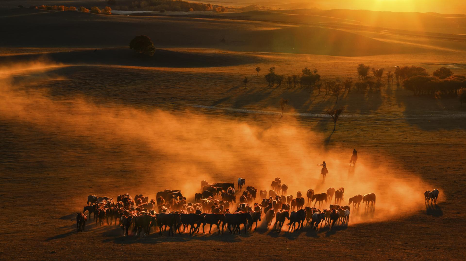 London Photography Awards Winner - Horses running at sunset