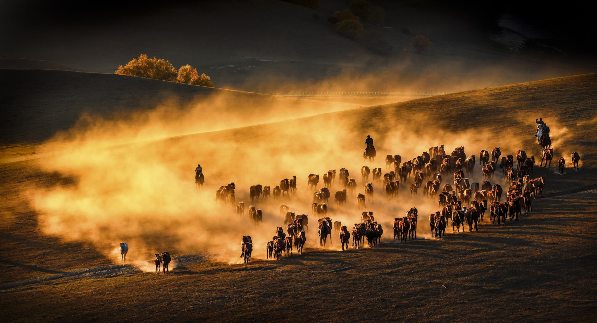 London Photography Awards Winner - Horses running at sunset