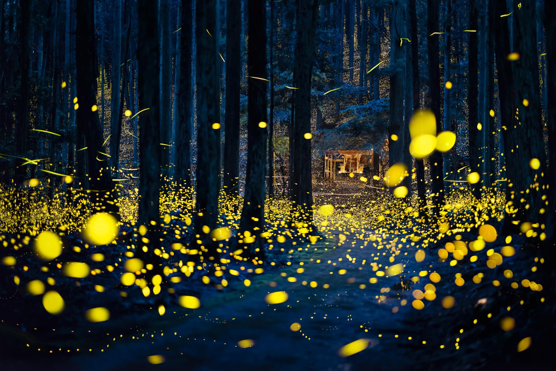 London Photography Awards Winner - Dreamy firefly