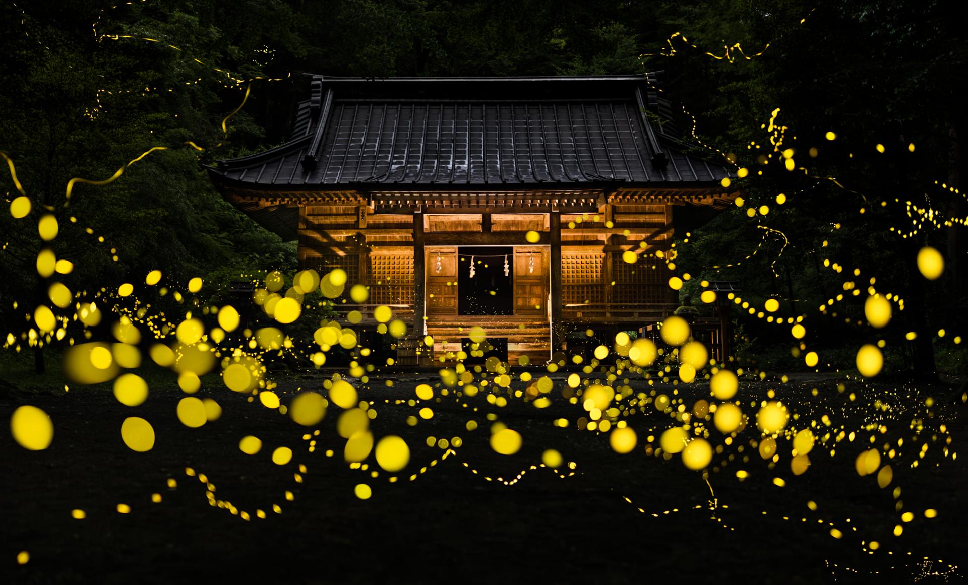 London Photography Awards Winner - Dreamy firefly