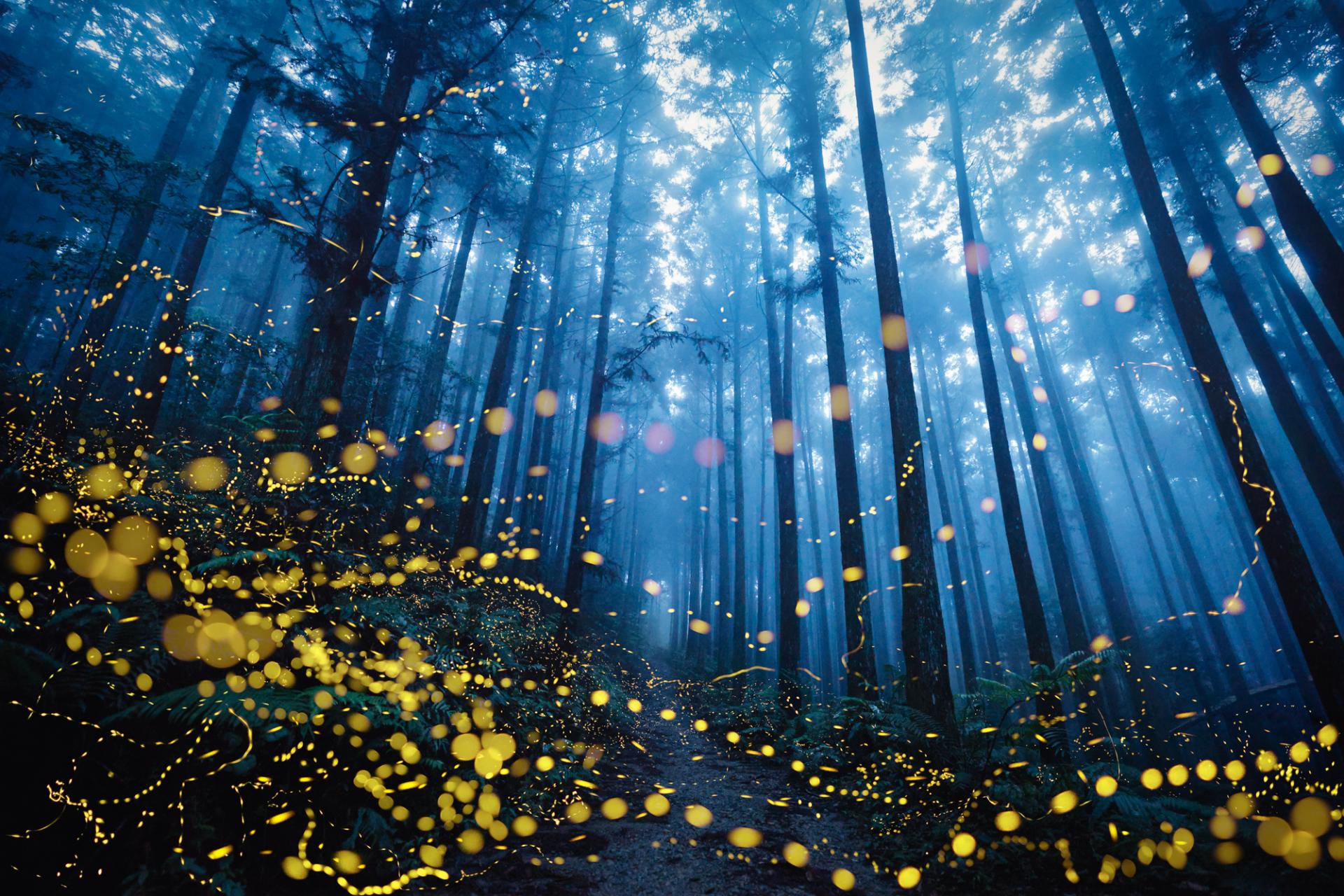 London Photography Awards Winner - Dreamy firefly