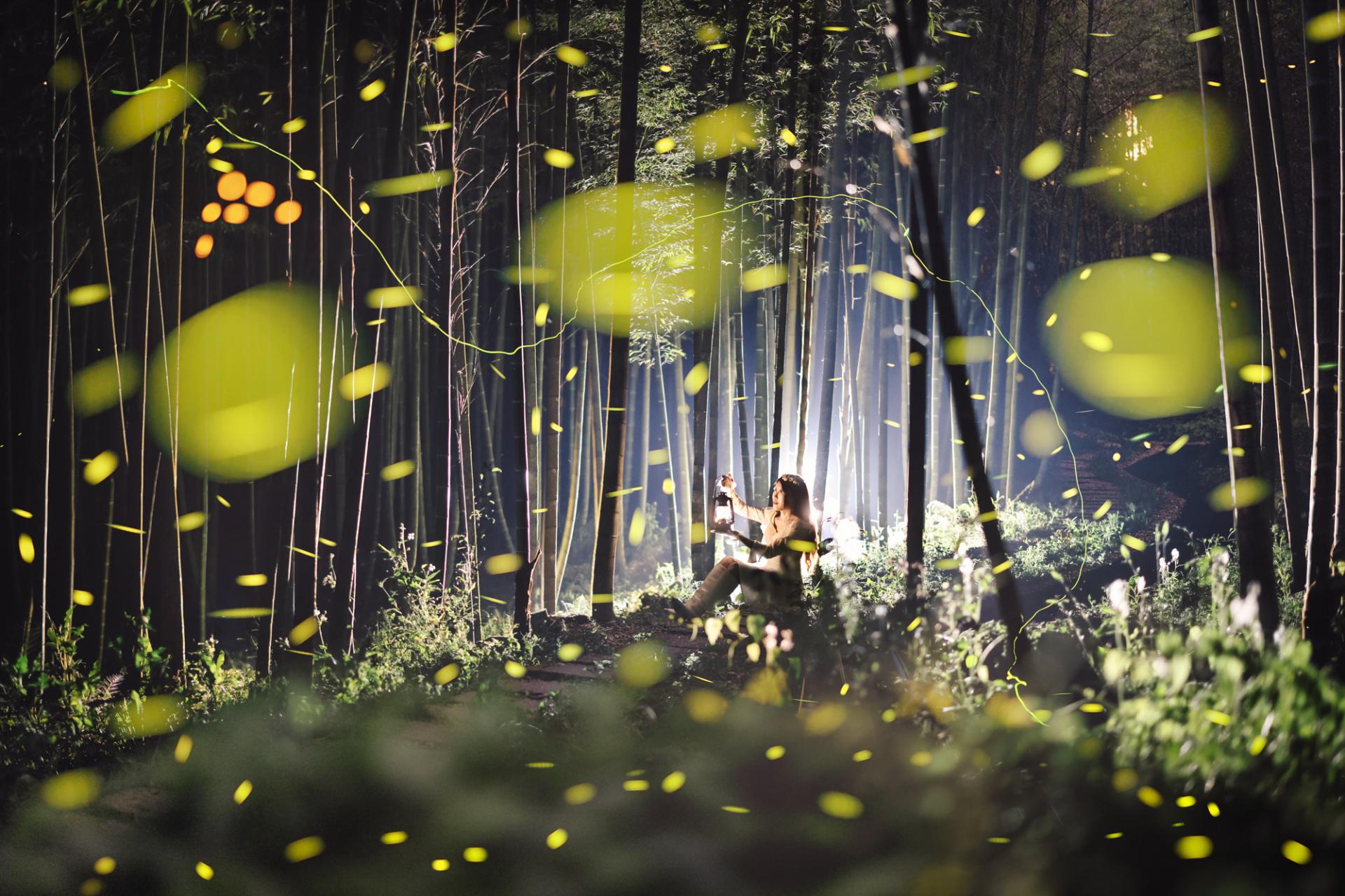 London Photography Awards Winner - Dreamy firefly