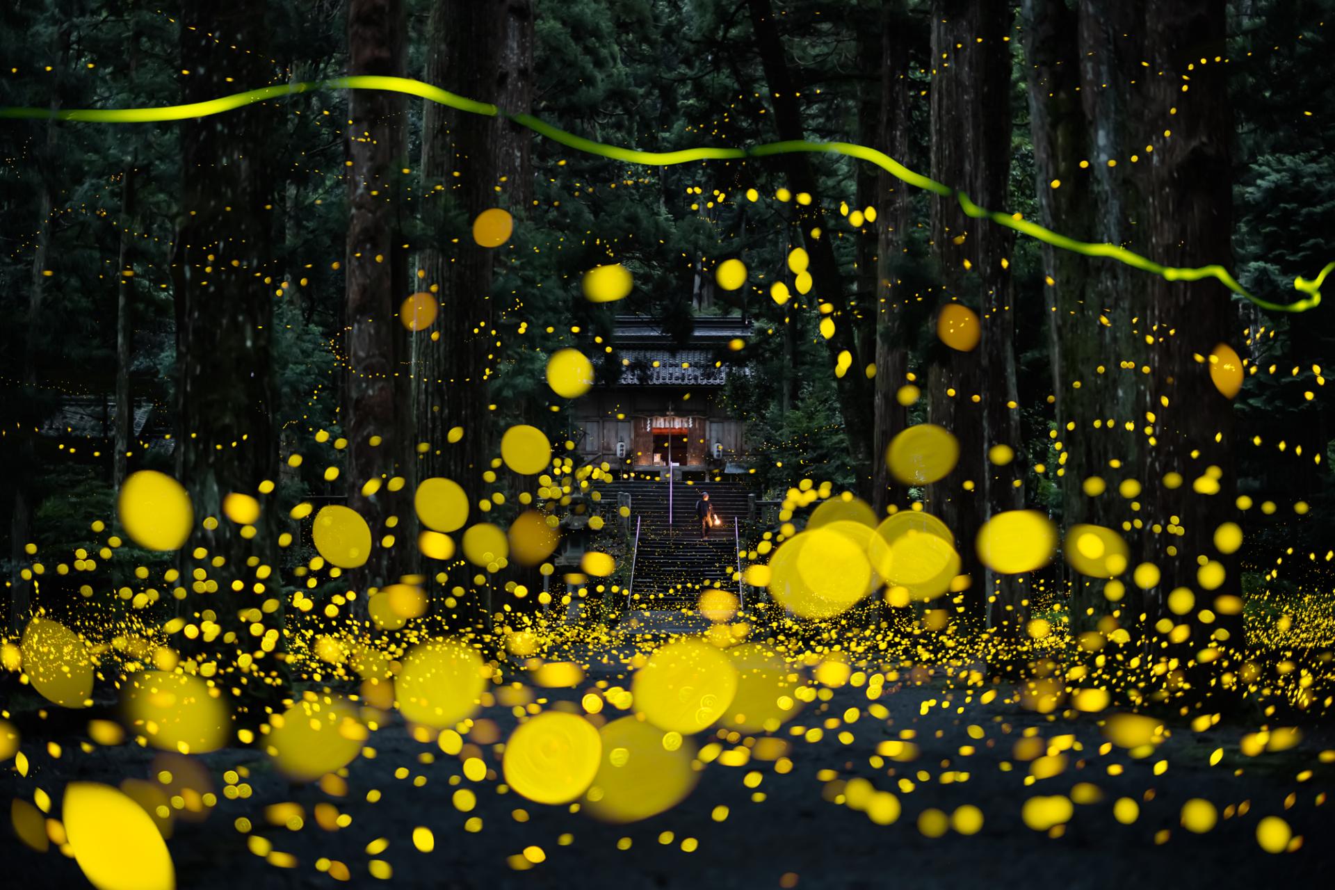 London Photography Awards Winner - Dreamy firefly