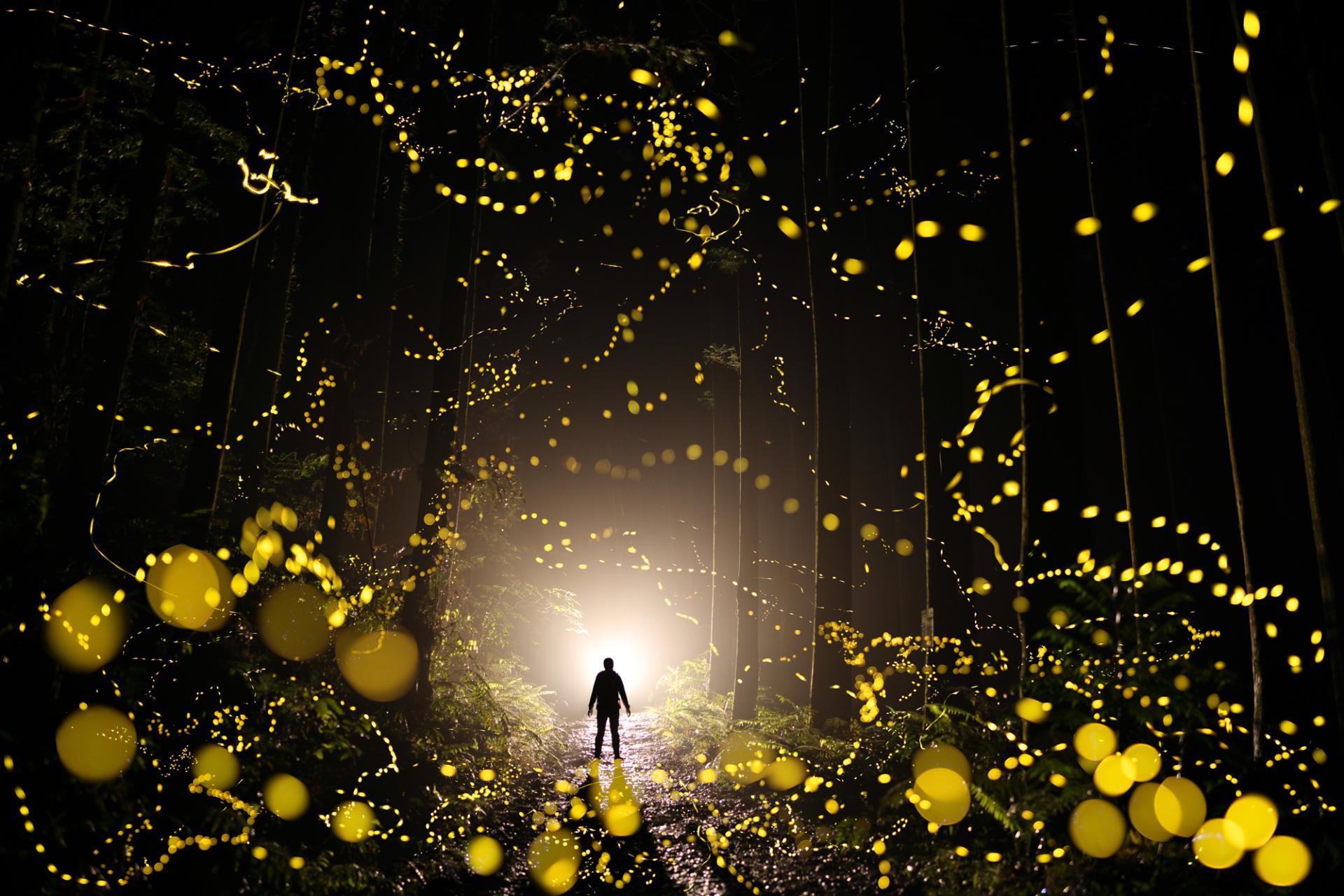 London Photography Awards Winner - Dreamy firefly