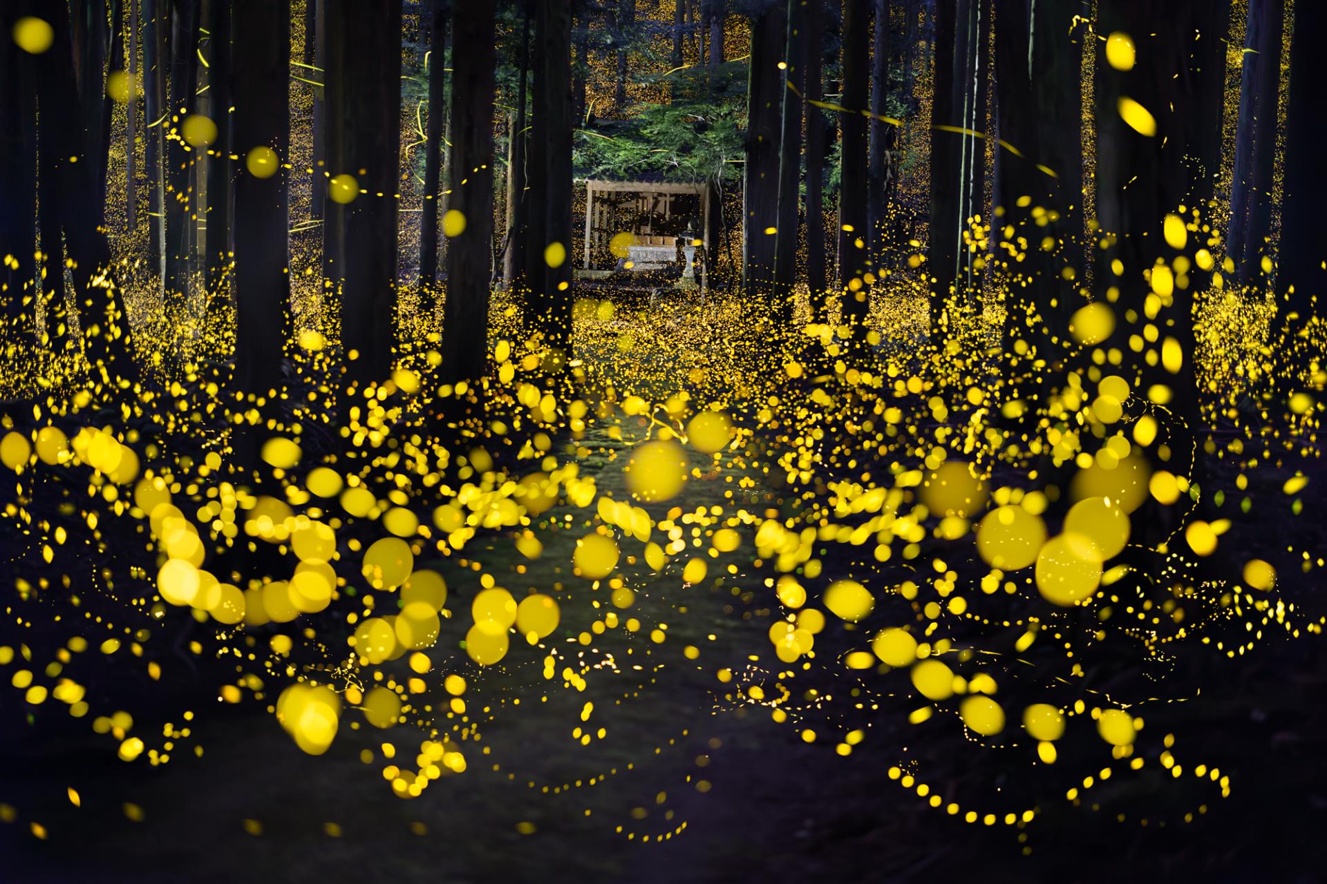 London Photography Awards Winner - Dreamy firefly