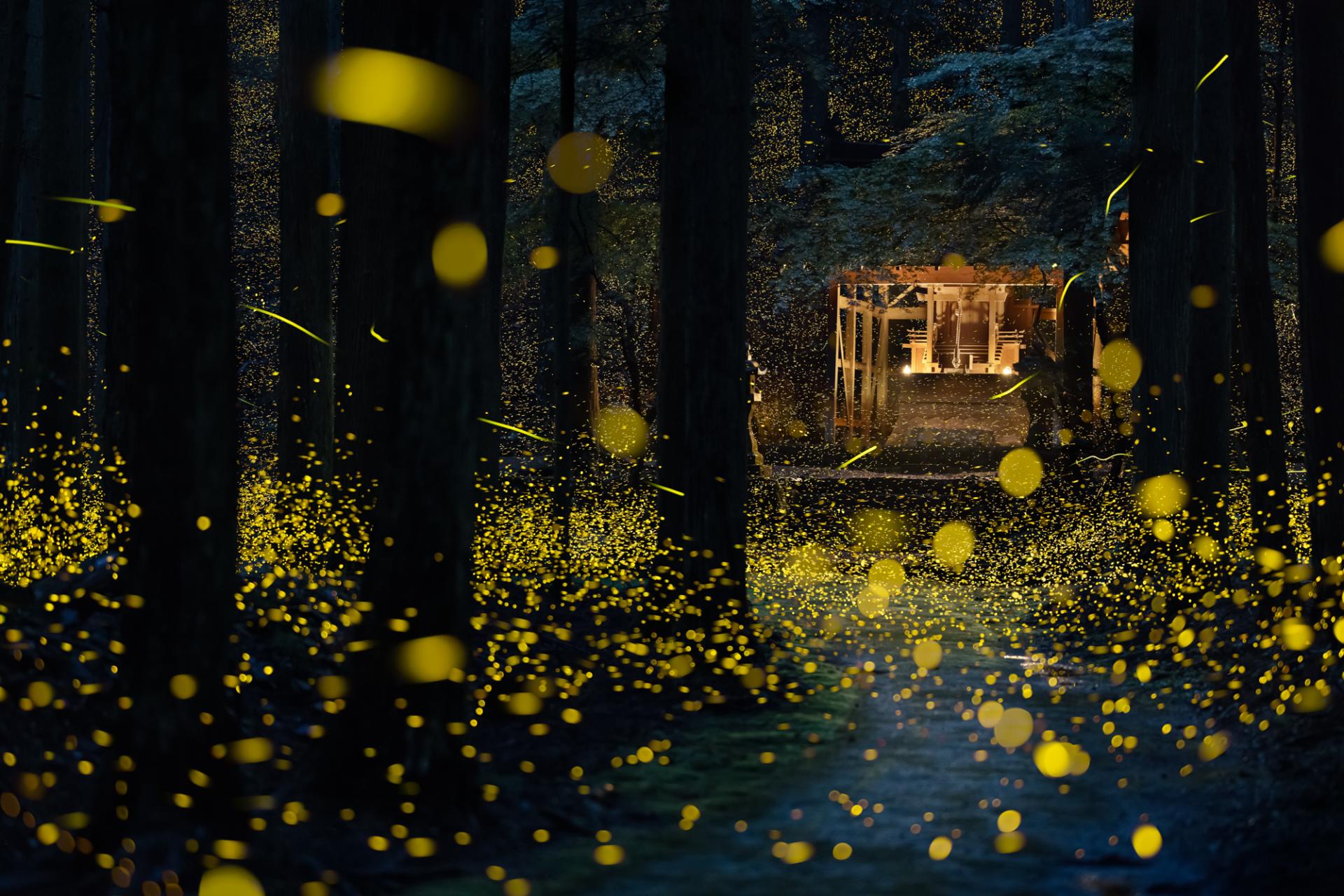 London Photography Awards Winner - Fireflies flying 