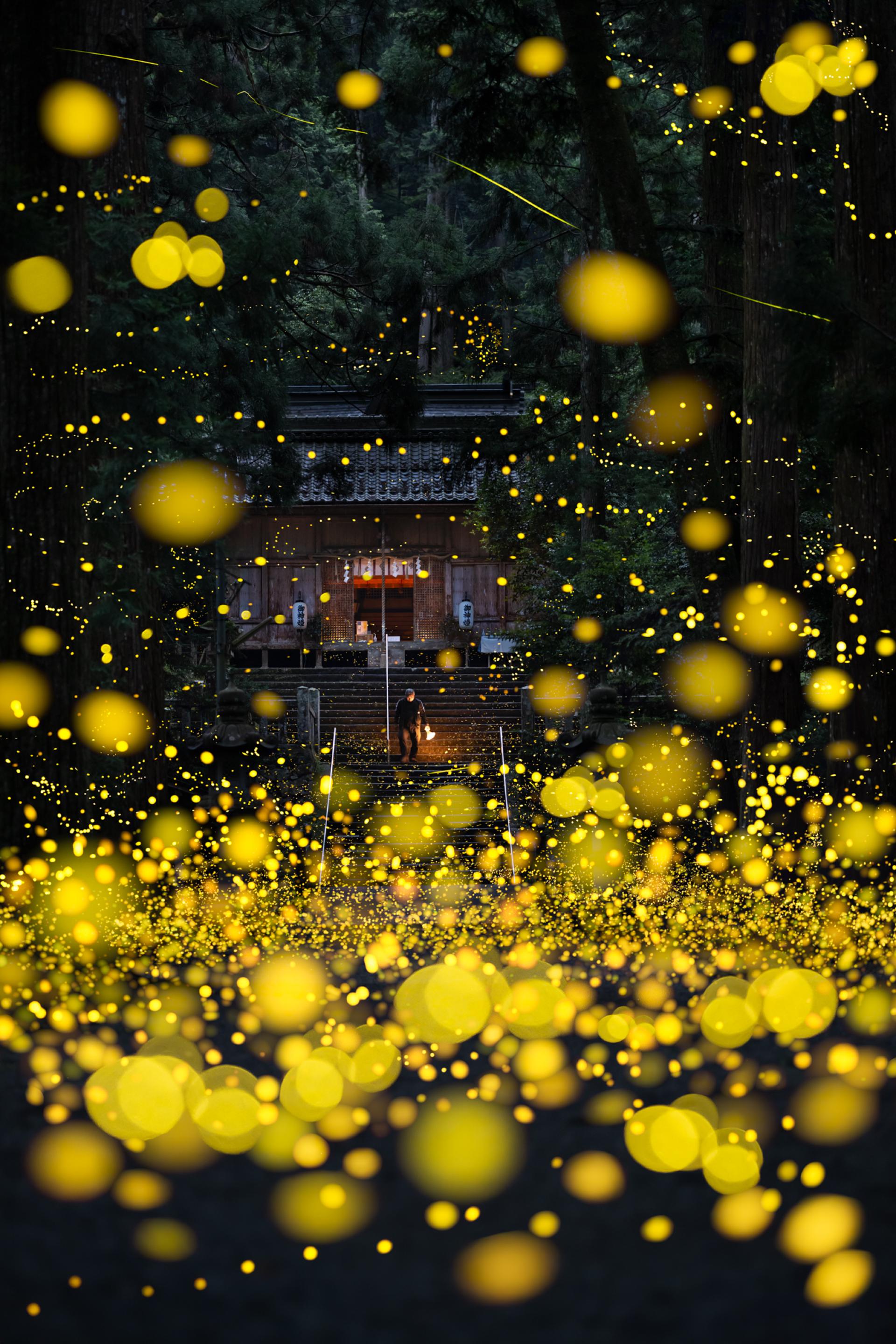 London Photography Awards Winner - Fireflies flying 