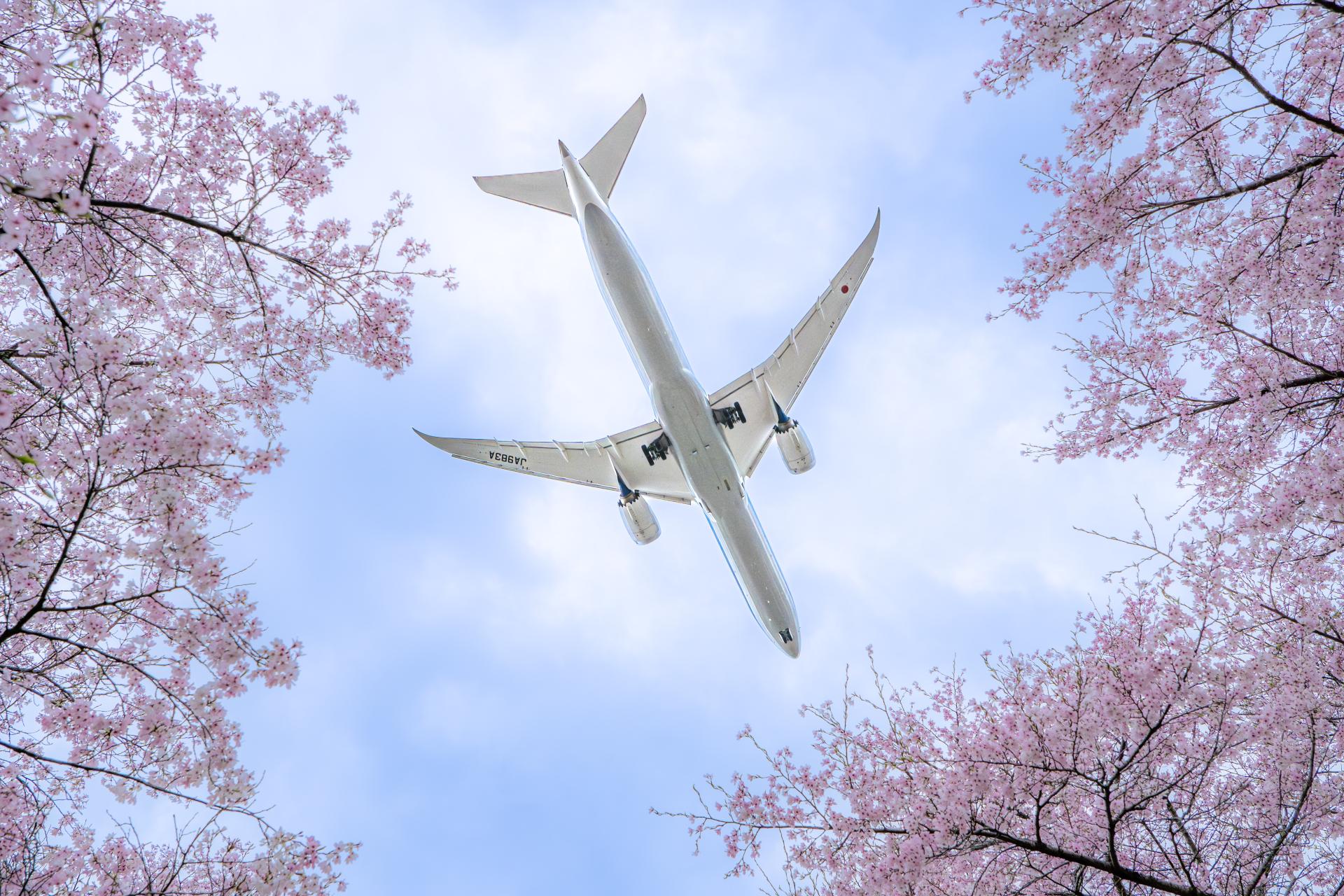 London Photography Awards Winner - From between the cherry blossoms