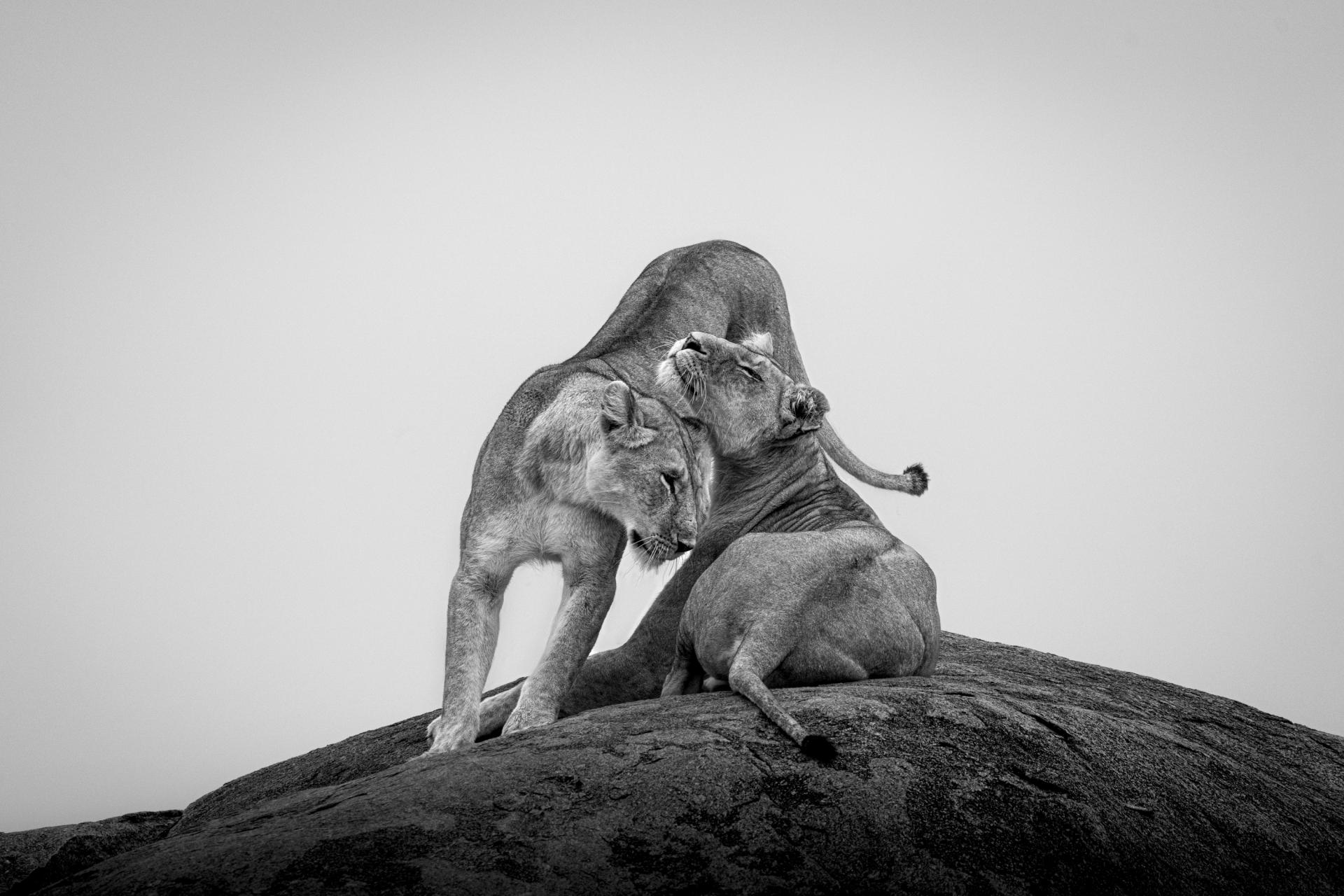 London Photography Awards Winner - The Greeting