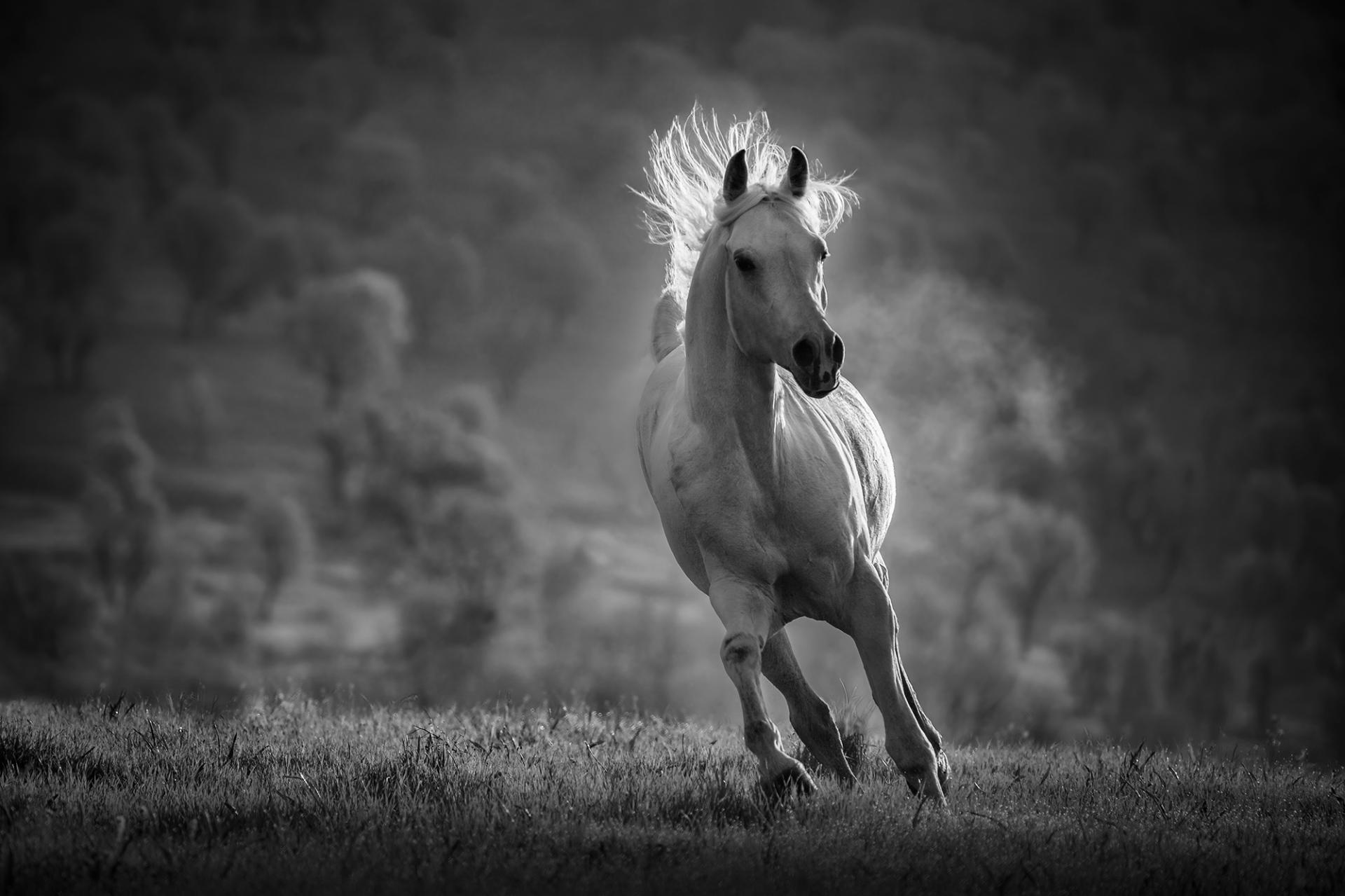 London Photography Awards Winner - Golden Hair