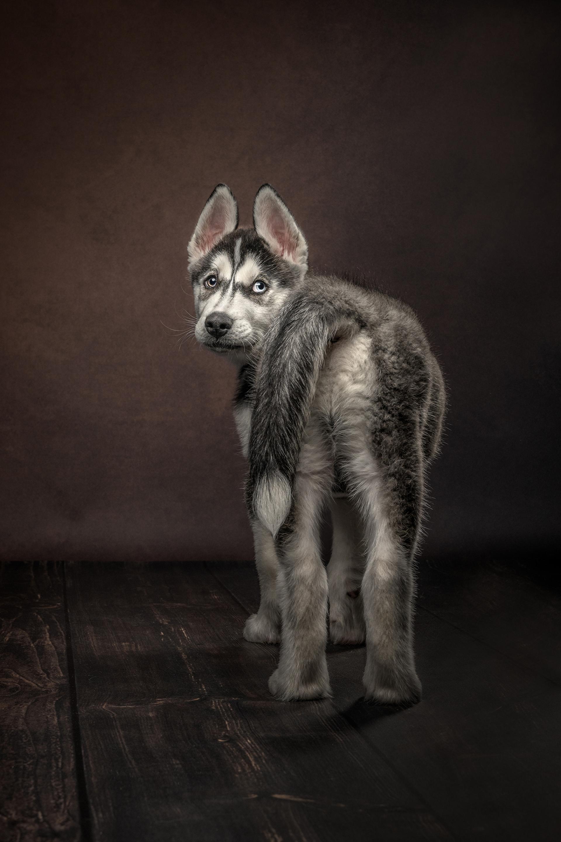 London Photography Awards Winner - Lost Puppy