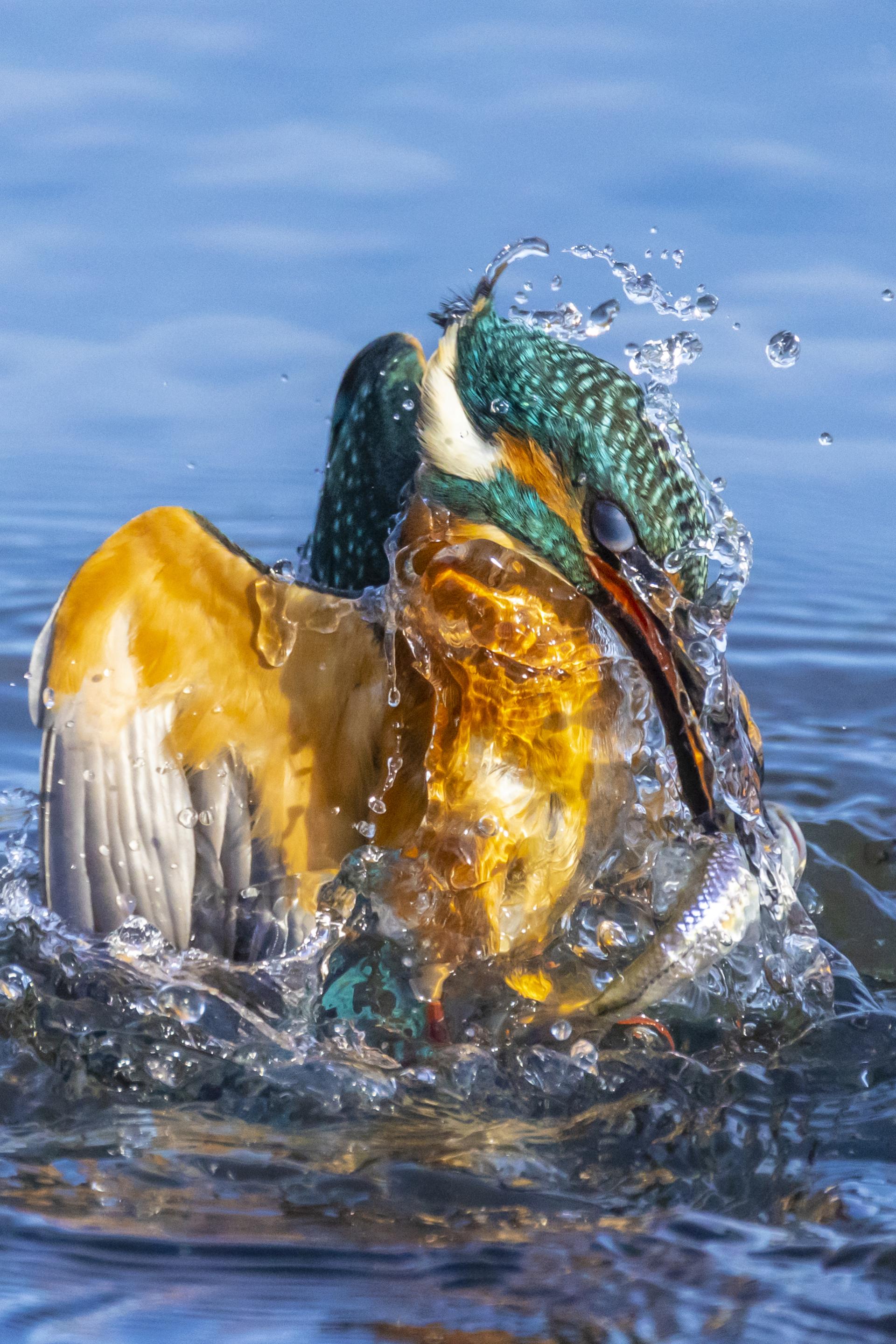 London Photography Awards Winner - Kingfisher