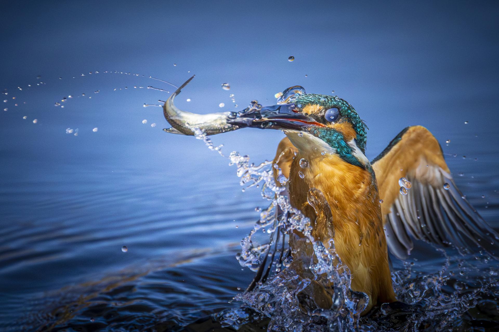 London Photography Awards Winner - Kingfisher