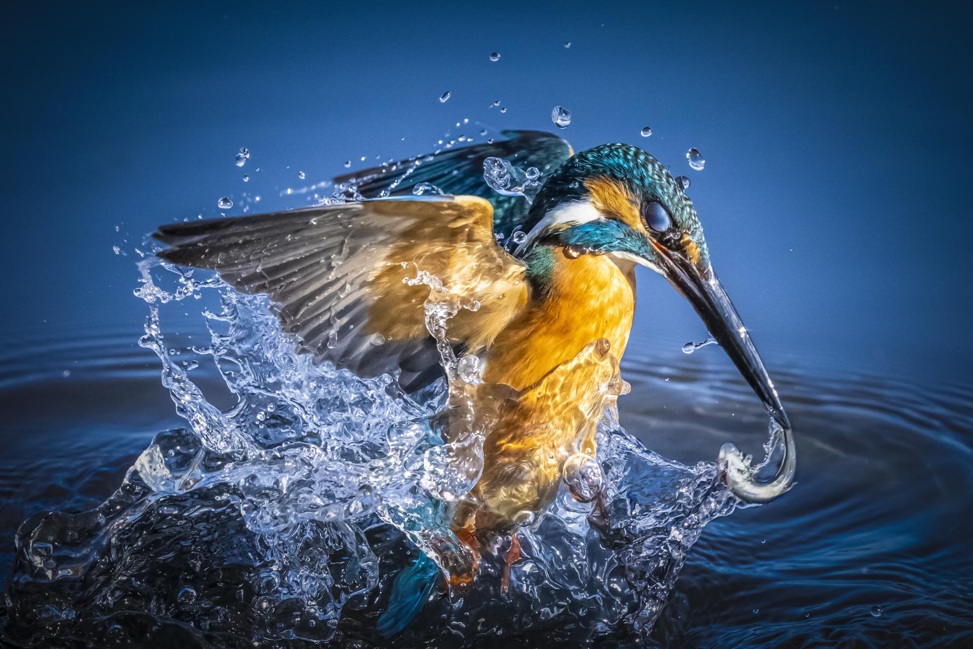 London Photography Awards Winner - Kingfisher